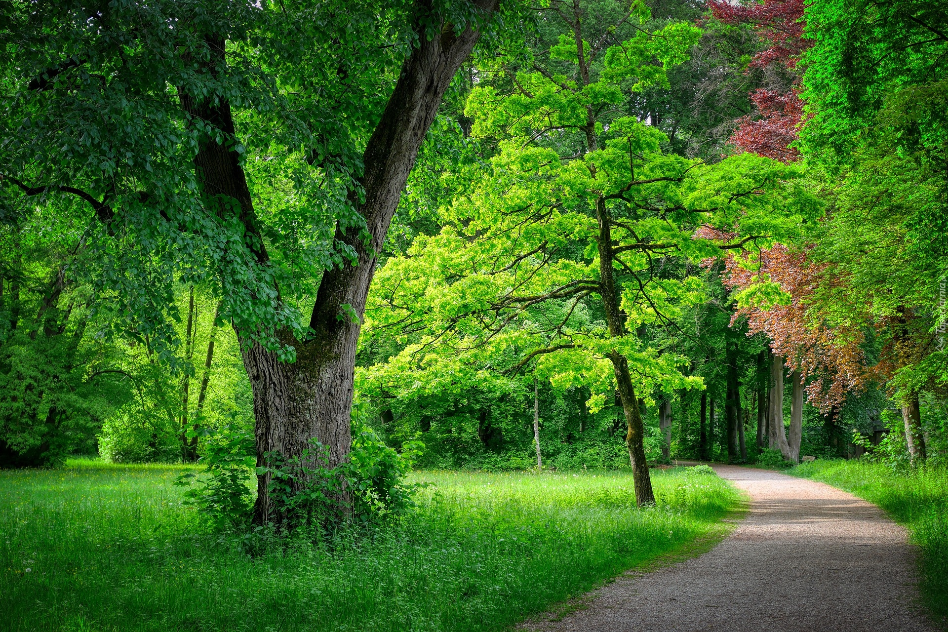 Park, Drzewa, Trawa, Ścieżka, Zieleń