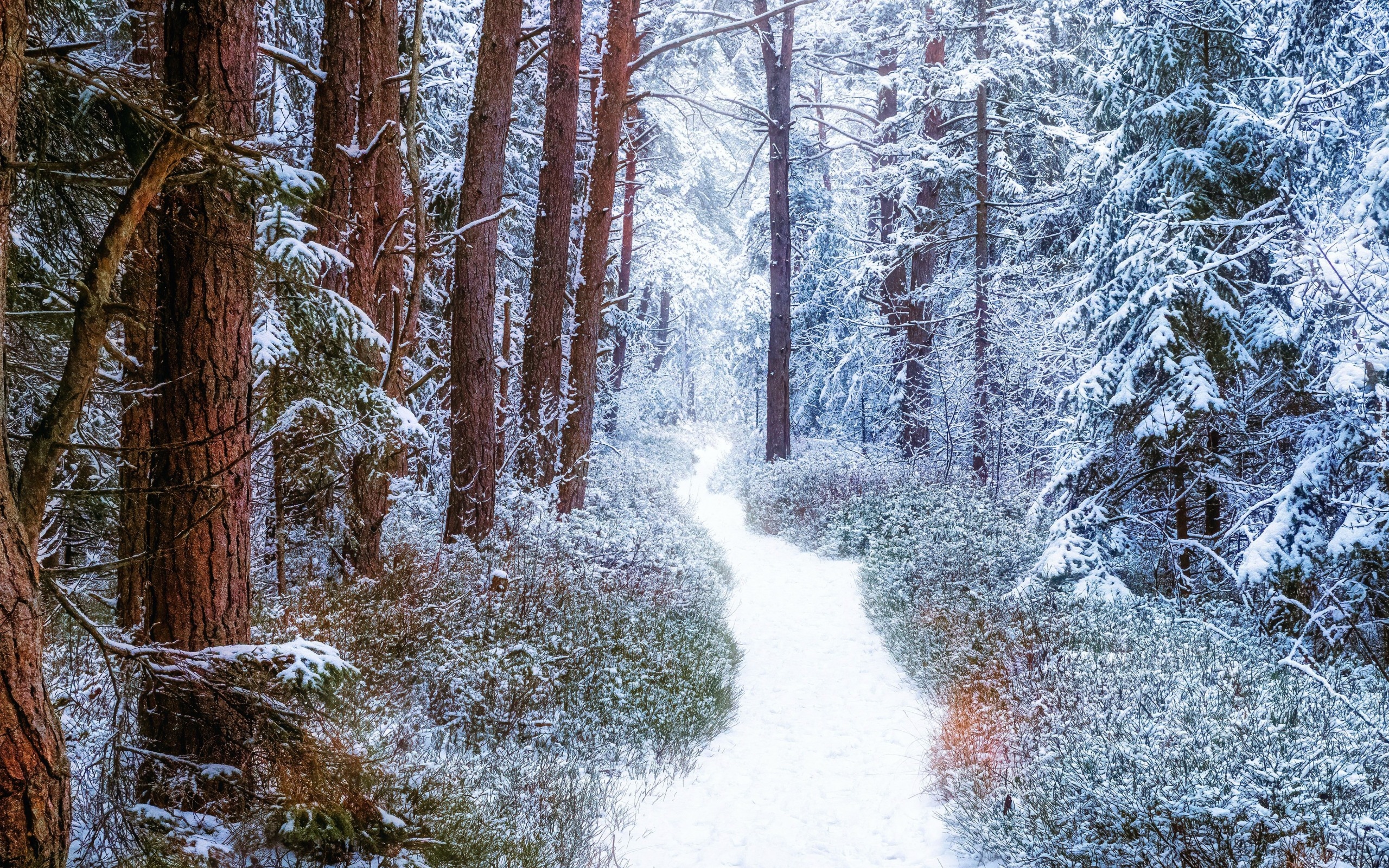 Zima, Śnieg, Las, Drzewa, Zaśnieżona, Ścieżka