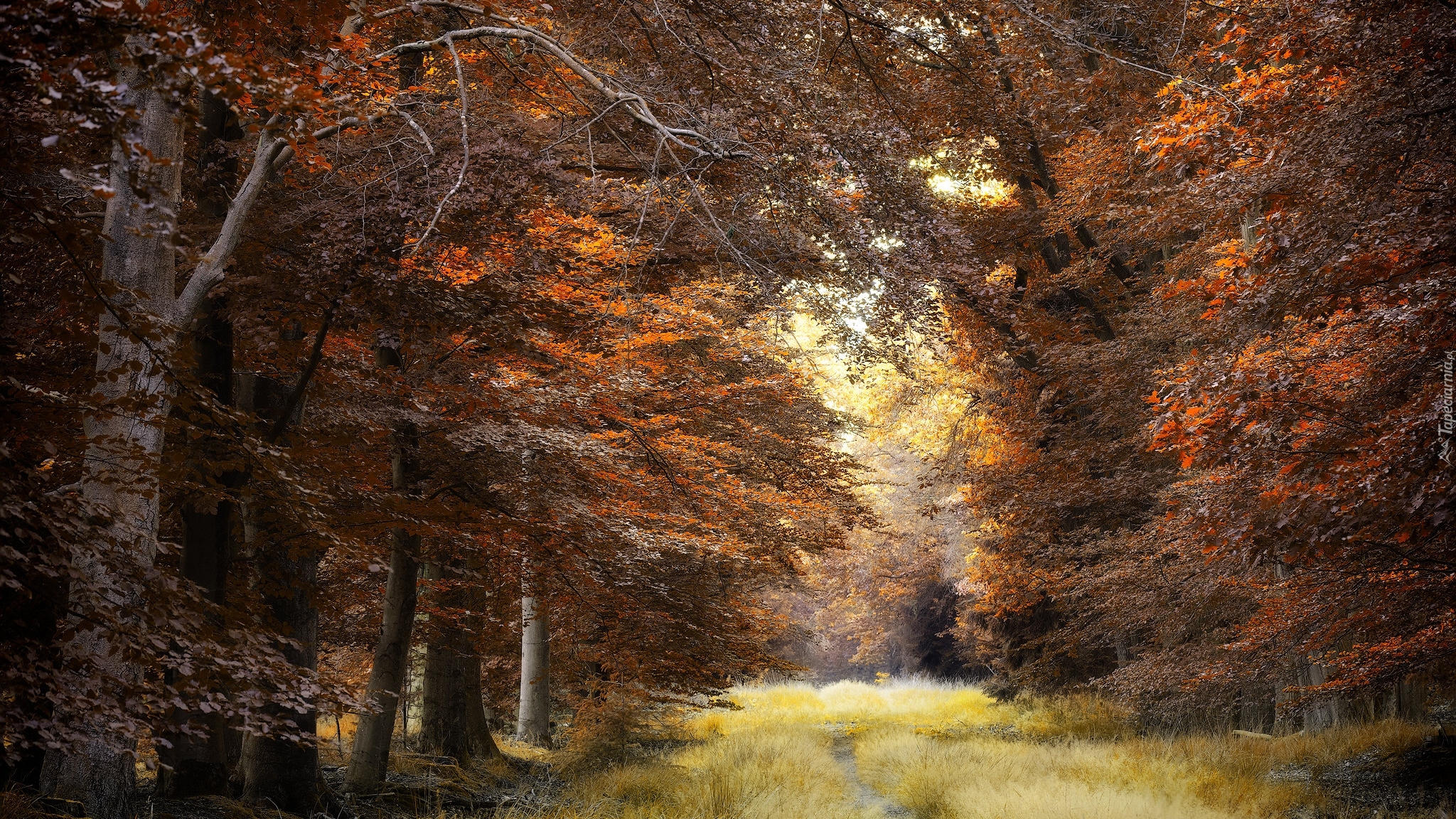 Las, Drzewa, Jesień, Trawa, Ścieżka