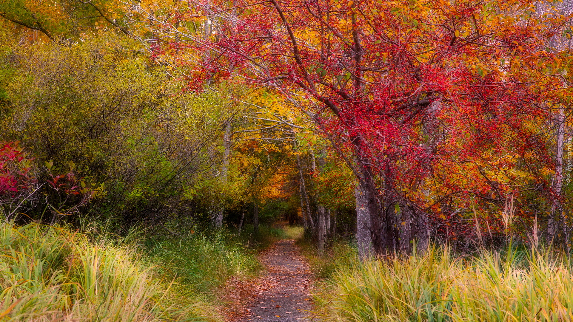 Jesień, Las, Drzewa, Ścieżka, Liście, Trawy