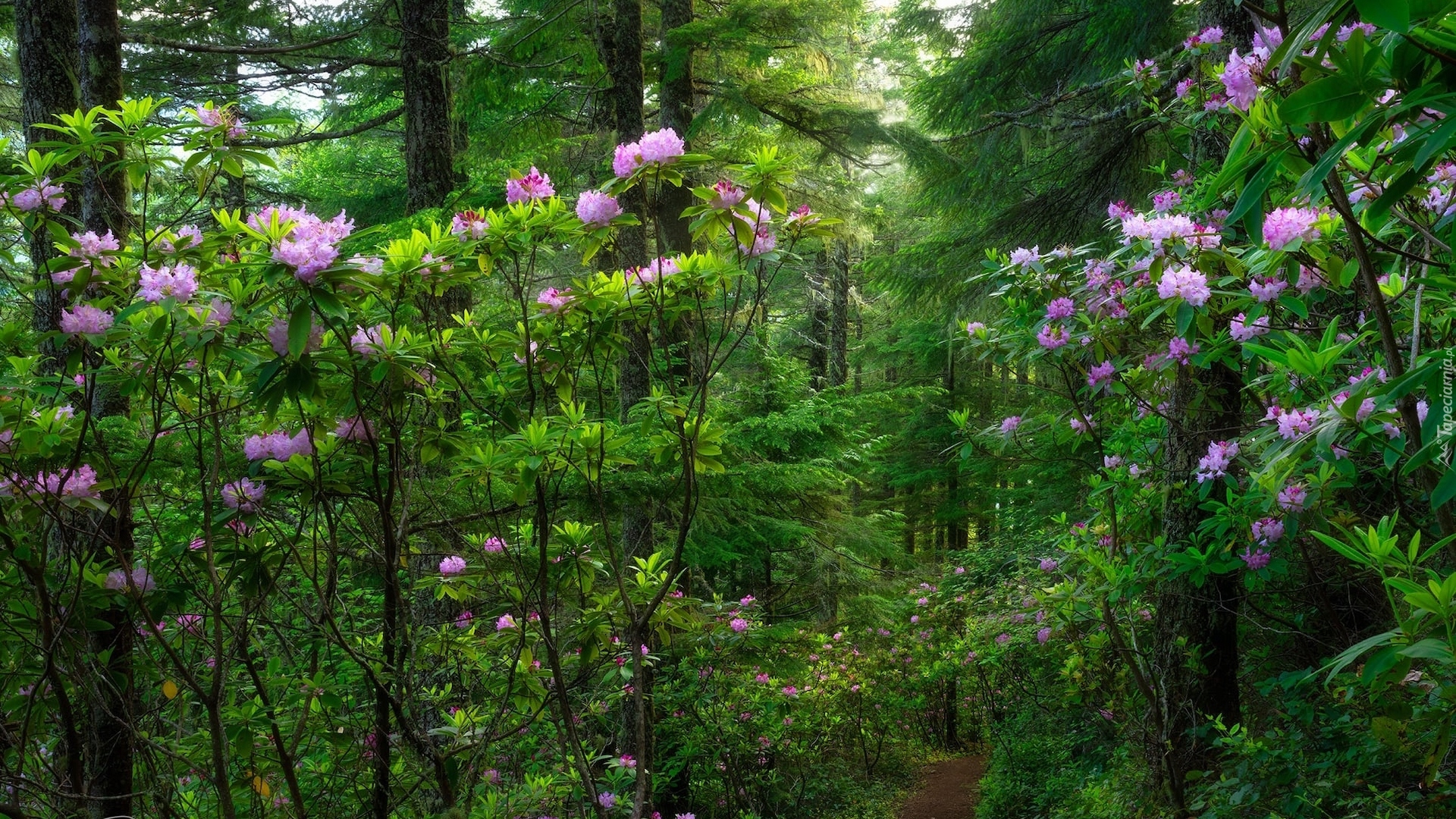 Las, Drzewa, Krzewy, Rododendrony, Ścieżka