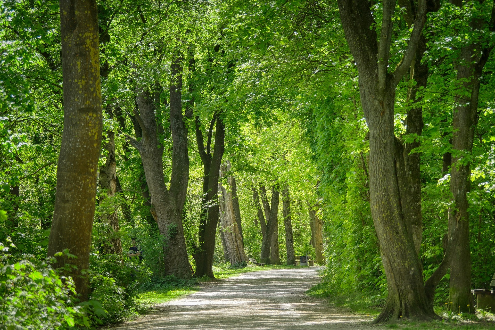 Drzewa, Park, Ścieżka, Ławki, Zieleń