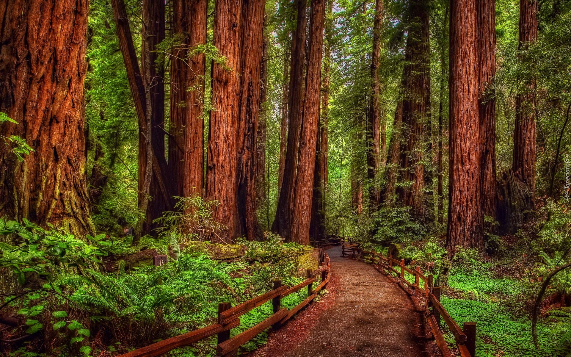 Stany Zjednoczone, Kalifornia, Las, Drzewa, Sekwoje, Paprocie, Droga, Park Narodowy Redwood