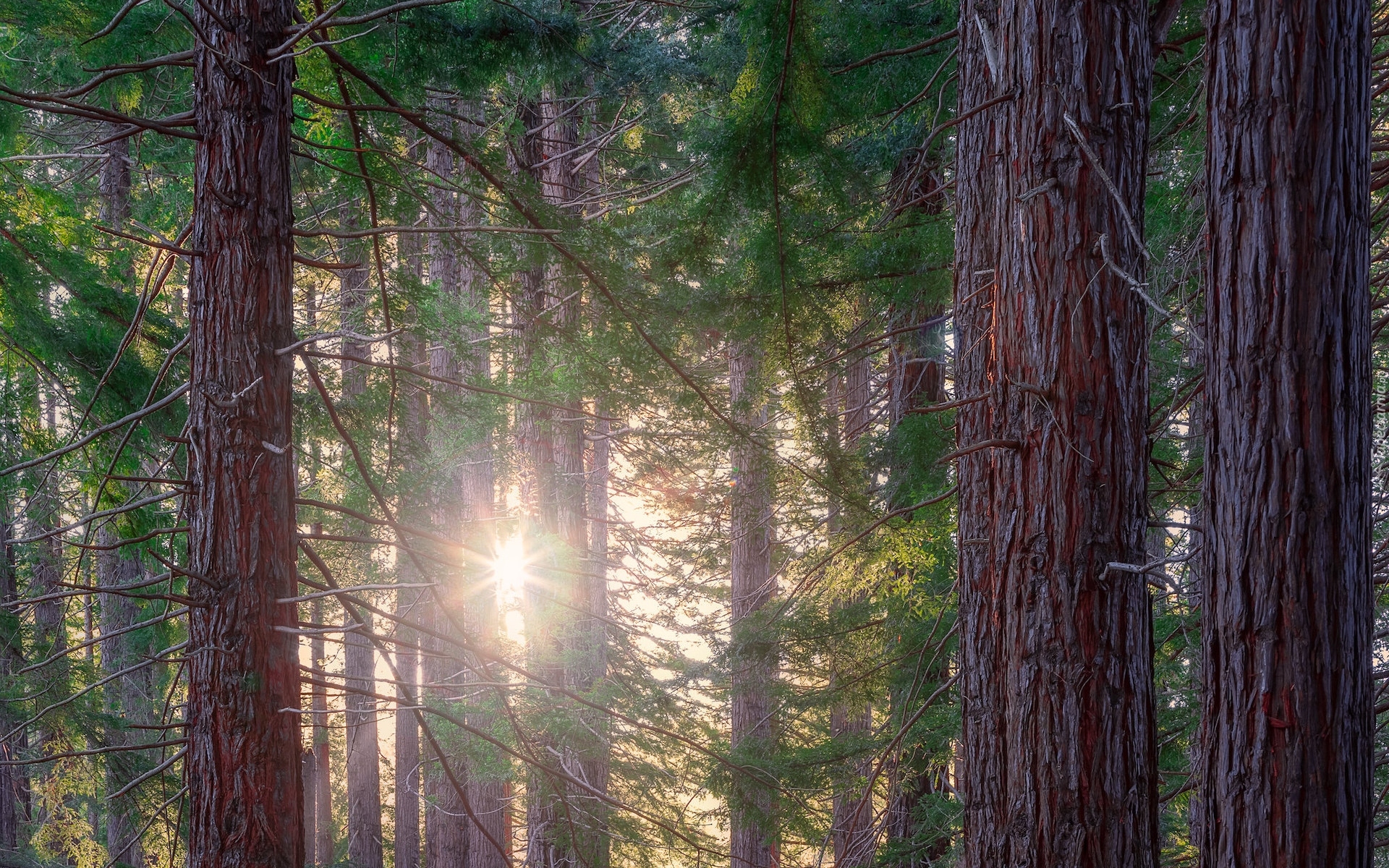 Las, Drzewa, Sekwoje kalifornijskie, Promienie słońca, Te Mata Park, Region Hawkes Bay, Nowa Zelandia