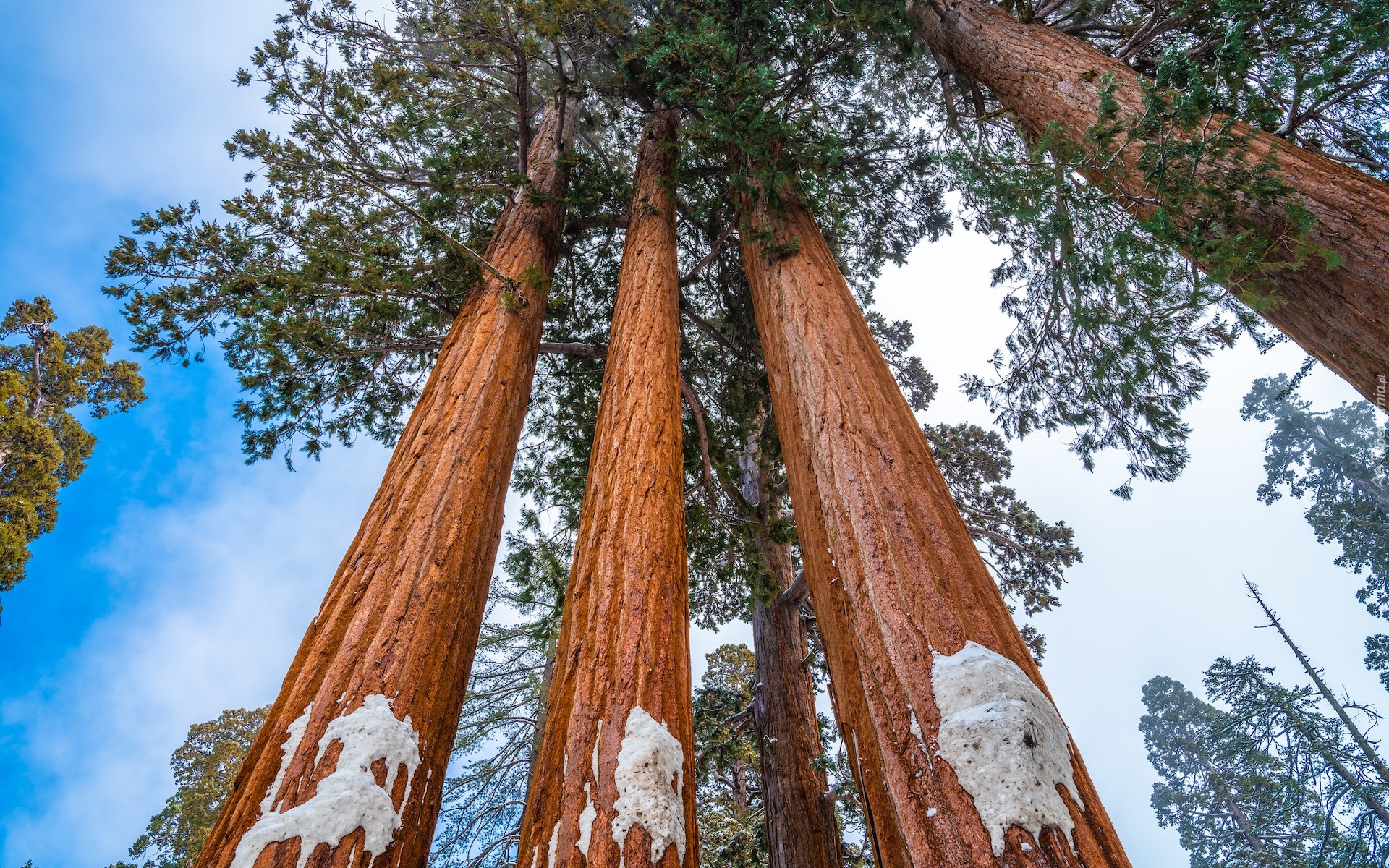 Stany Zjednoczone, Kalifornia, Las, Drzewa, Sekwoje, General Grant Grove, Park Narodowy Kings Canyon