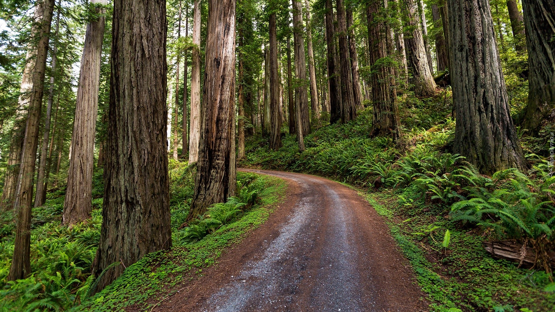 Stany Zjednoczone, Kalifornia, Park Narodowy Redwood, Las, Droga, Sekwoje, Paprocie