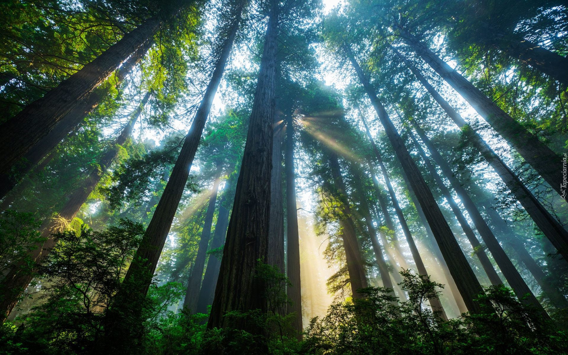 Las, Drzewa, Sekwoje, Światło, Słoneczne, Park Narodowy Redwood, Stan Kalifornia, Stany Zjednoczone