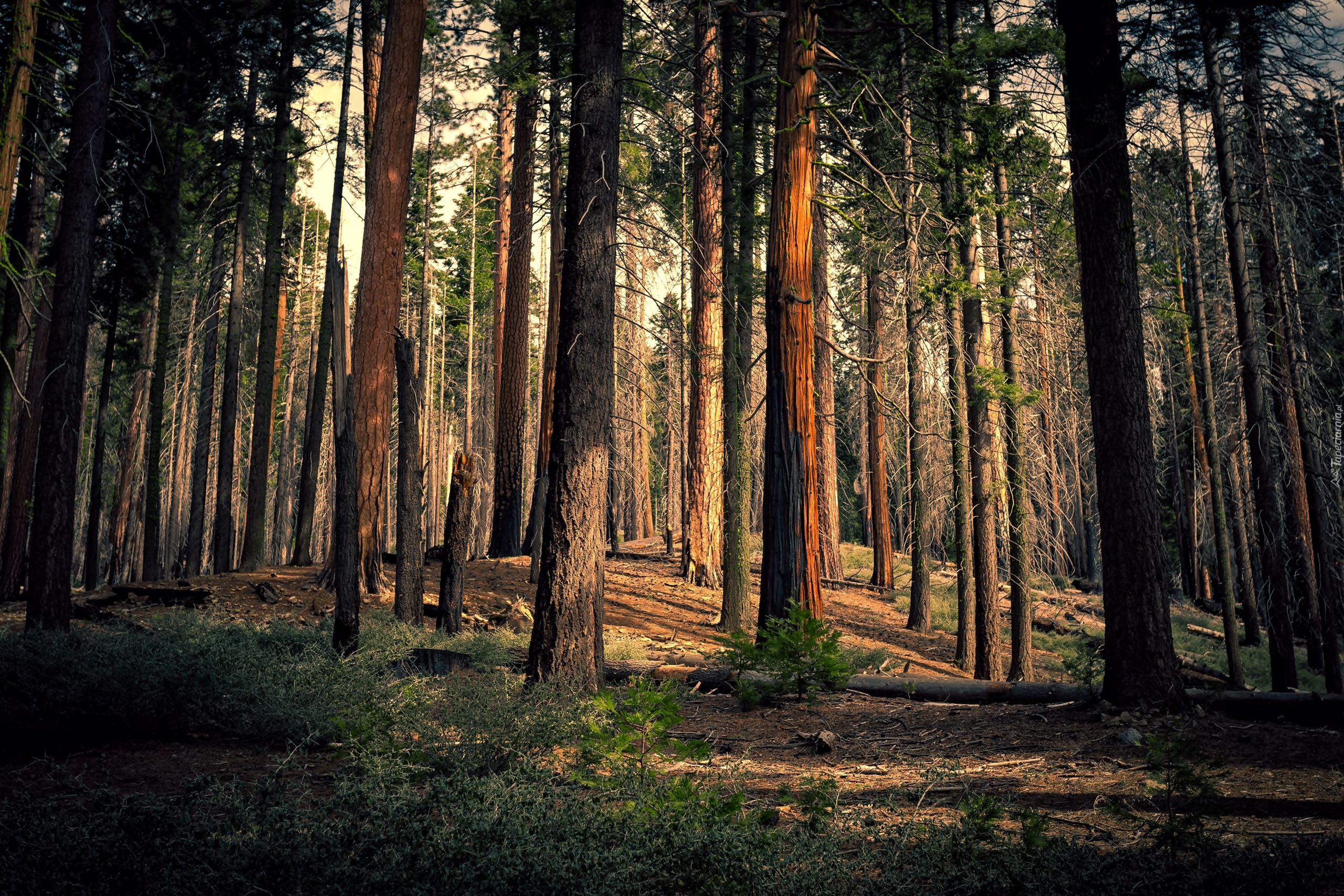 Park Narodowy Yosemite, Mariposa Grove of Giant Sequoias, Dolina Yosemite Valley, Kalifornia, Stany Zjednoczone, Las, Drzewa, Sekwoje