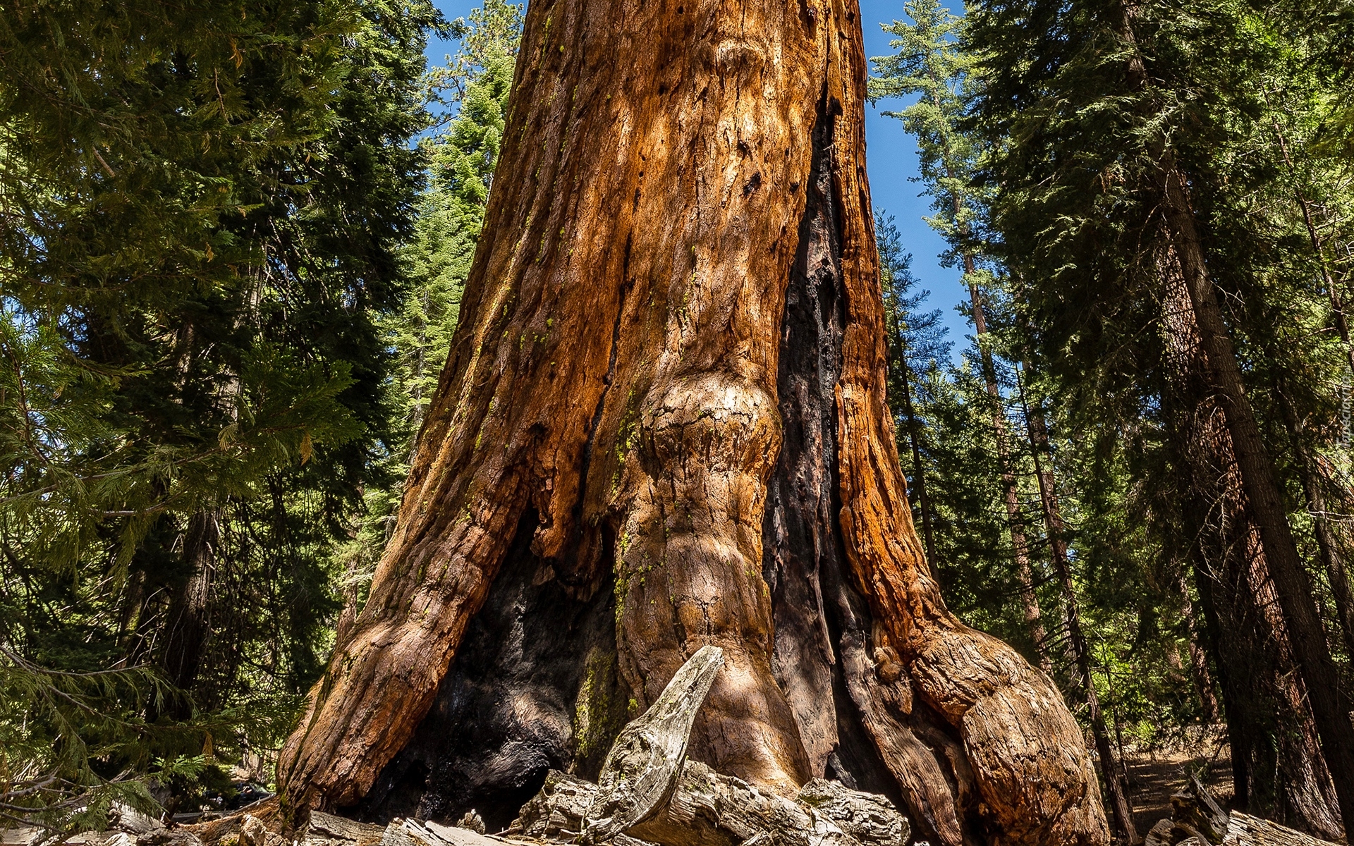 Stany Zjednoczone, Stan Kalifornia, Park Narodowy Redwood, Las, Drzewa, Sekwoja