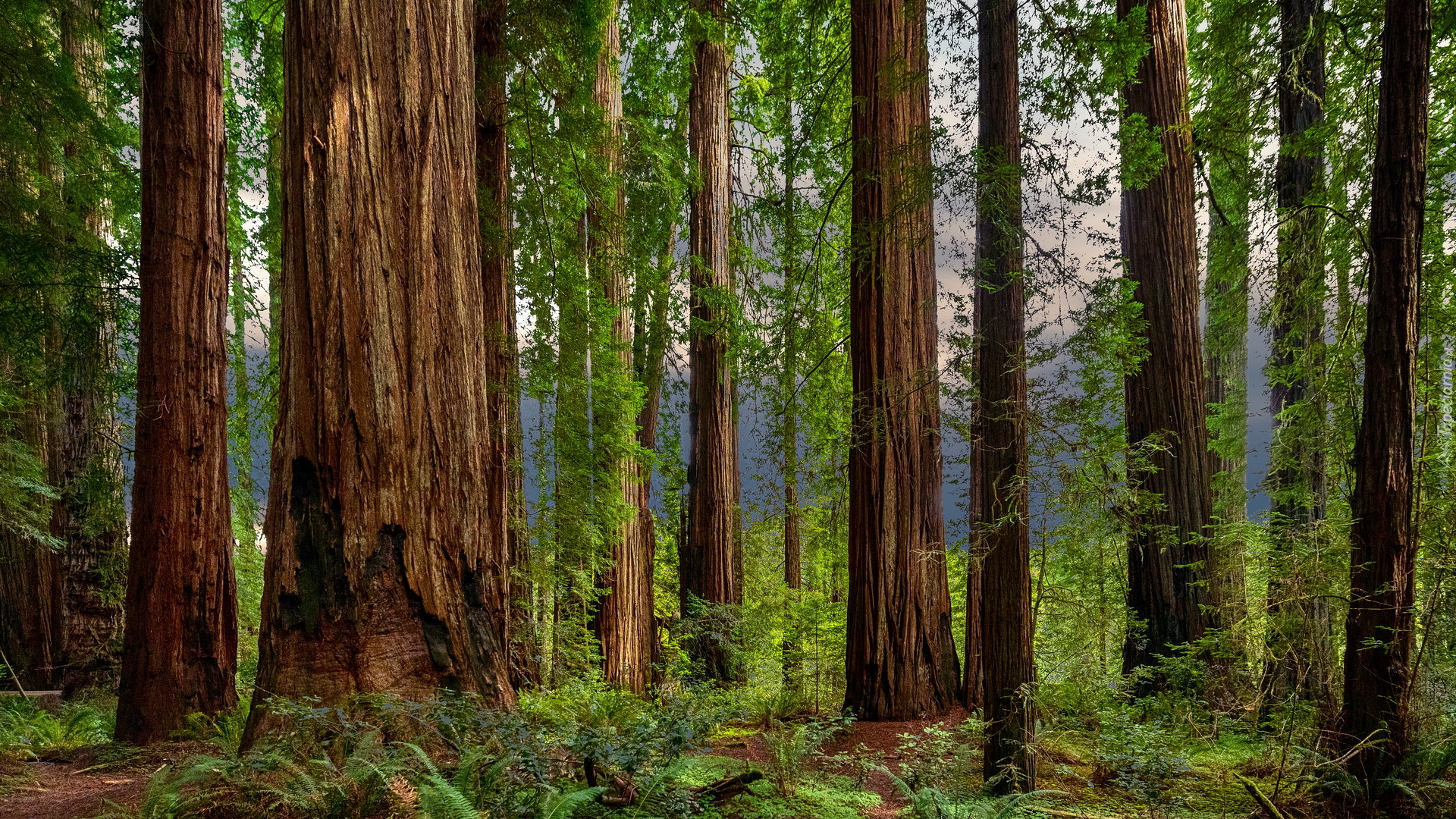 Las, Drzewa, Sekwoje, Pnie, Paprocie, Park Narodowy Redwood, Kalifornia, Stany Zjednoczone