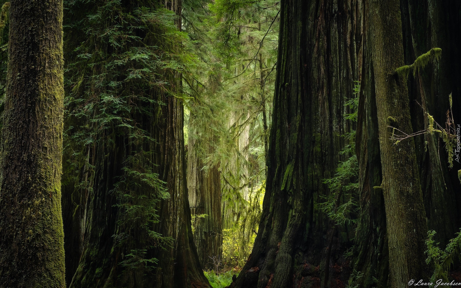 Stany Zjednoczone, Kalifornia, Park stanowy Jedediah Smith Redwoods, Drzewa, Sekwoje