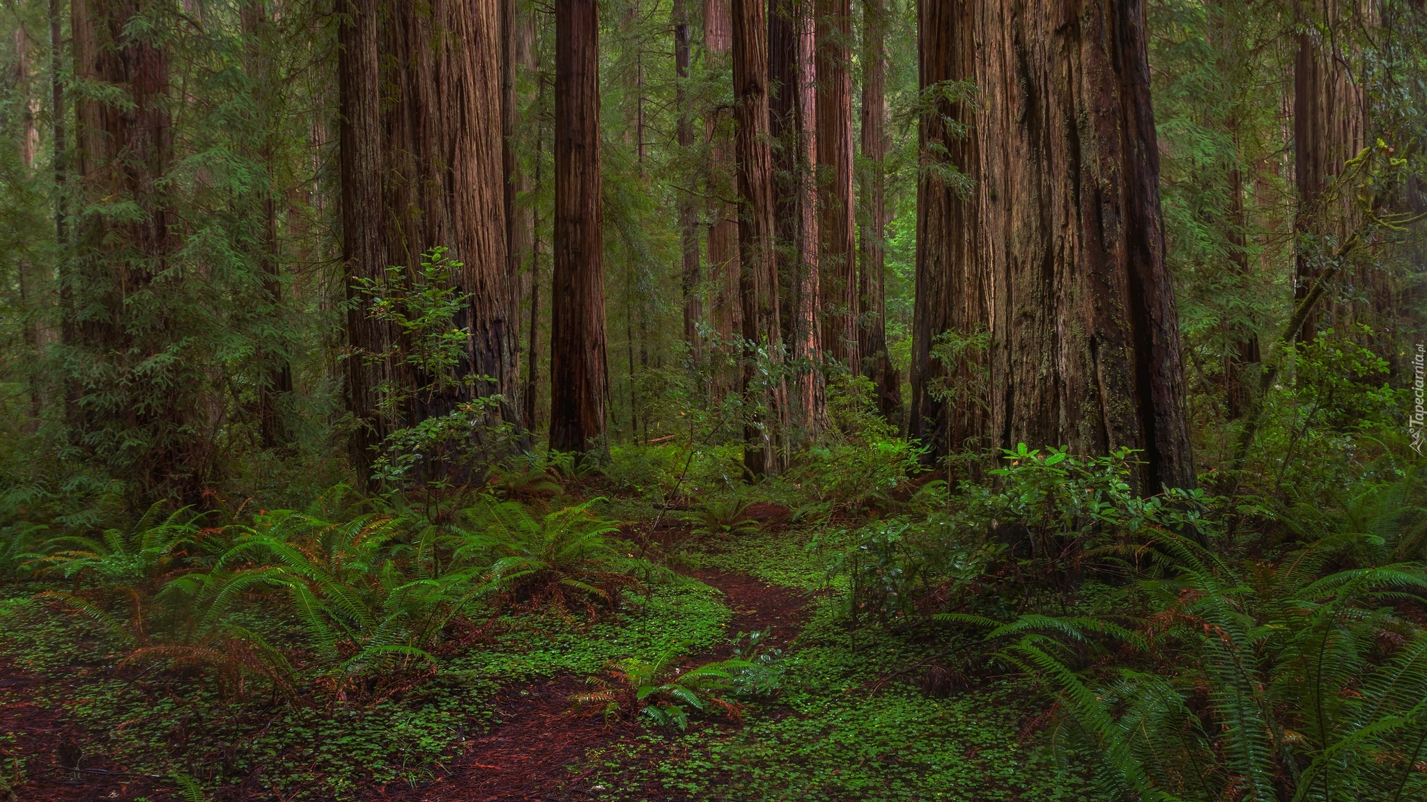 Las, Drzewa, Sekwoje, Pnie, Paprocie, Ścieżka, Park stanowy, Jedediah Smith Redwoods, Kalifornia, Stany Zjednoczone