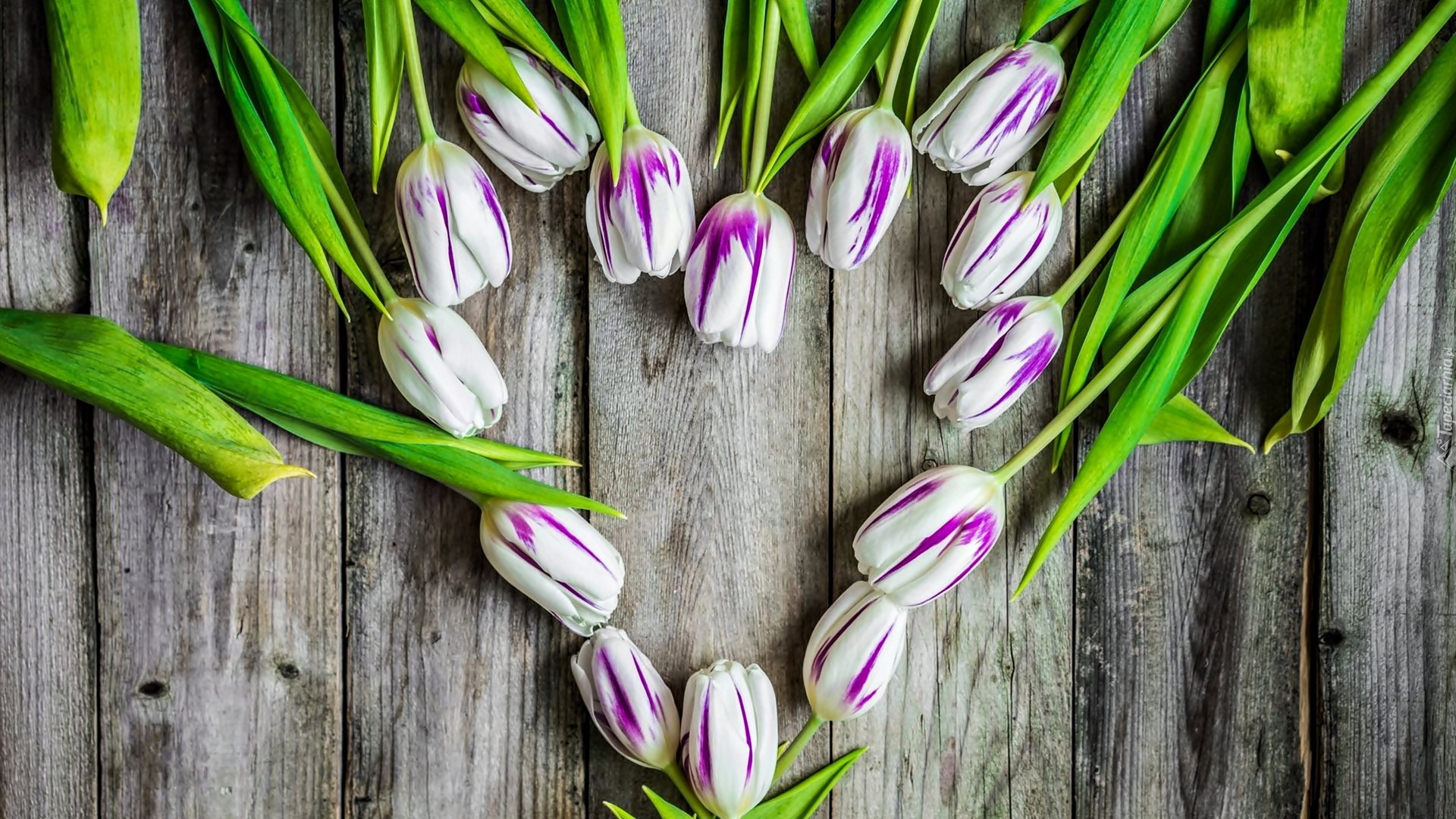 Kwiaty, Tulipany, Serce