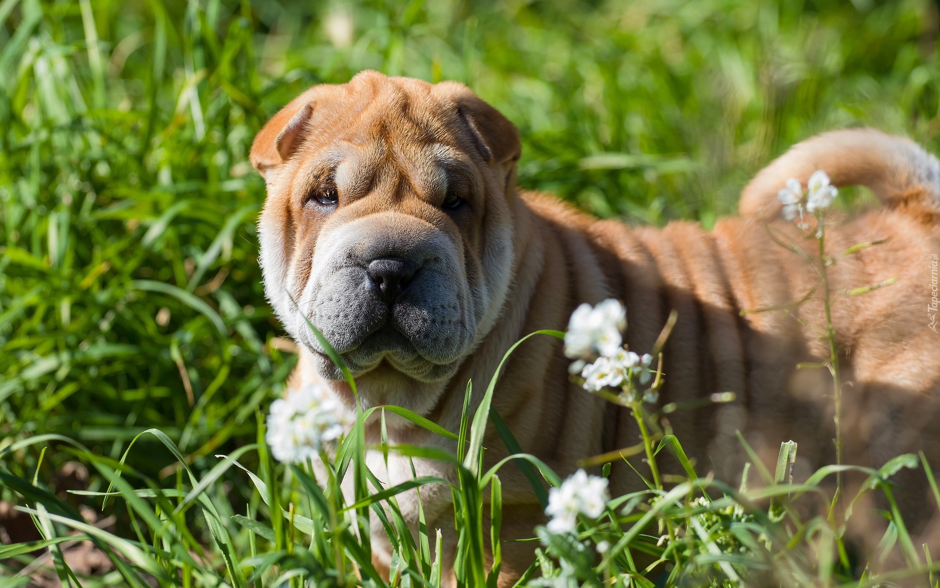 Pies, Shar pei, Łąka, Trawa, Kwiaty