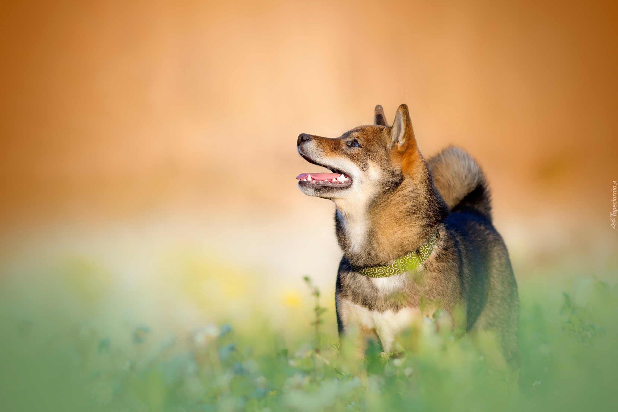 Pies, Shiba inu, Obroża, Trawa