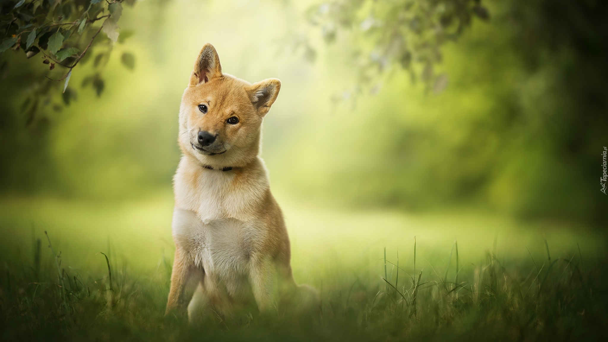 Pies, Shiba inu, Łąka, Trawa