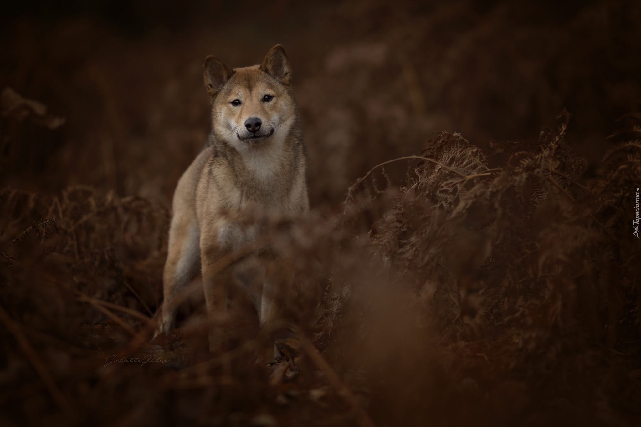 Pies, Shiba inu, Zarośla