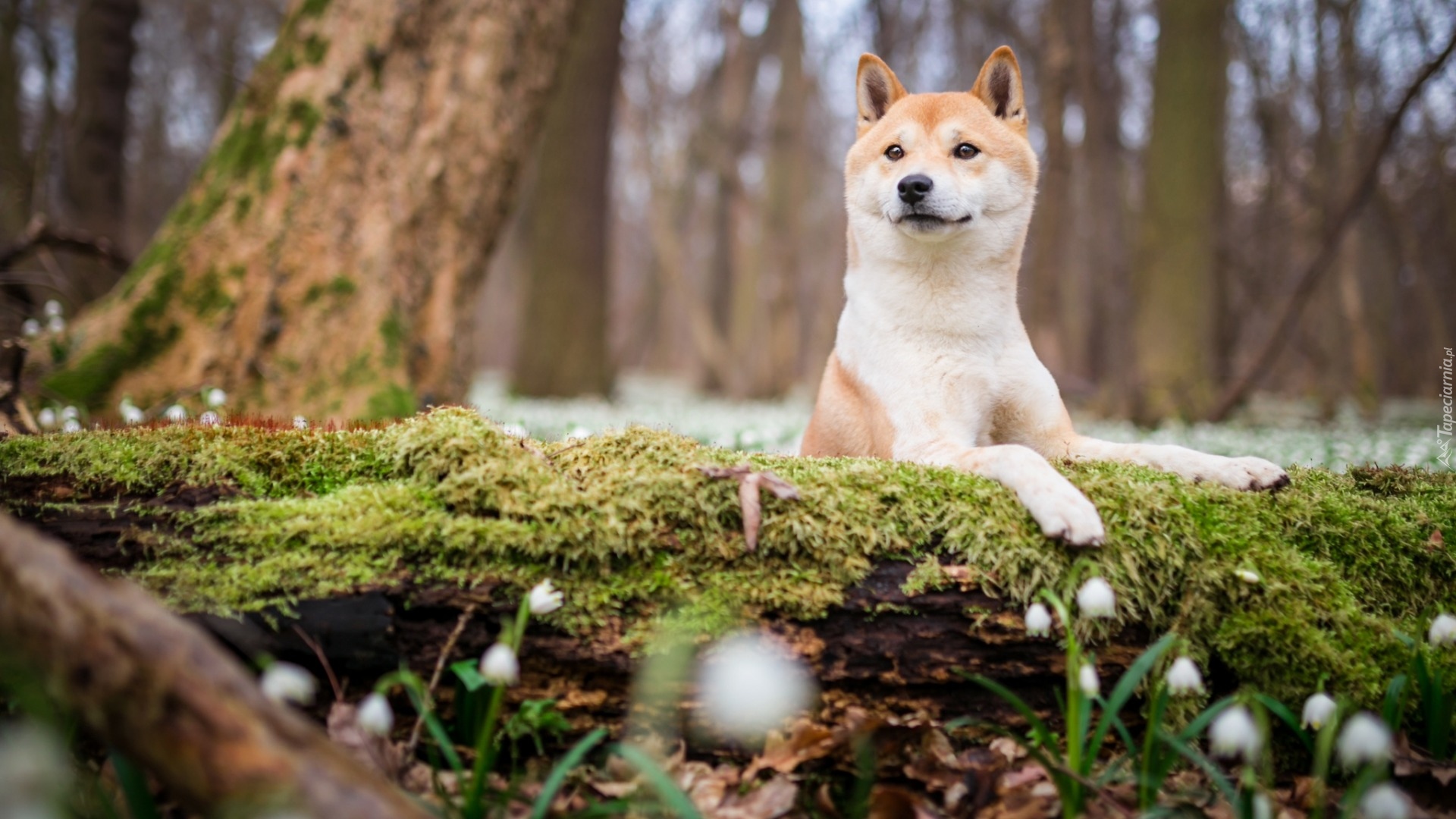 Shiba inu, Omszały, Pień