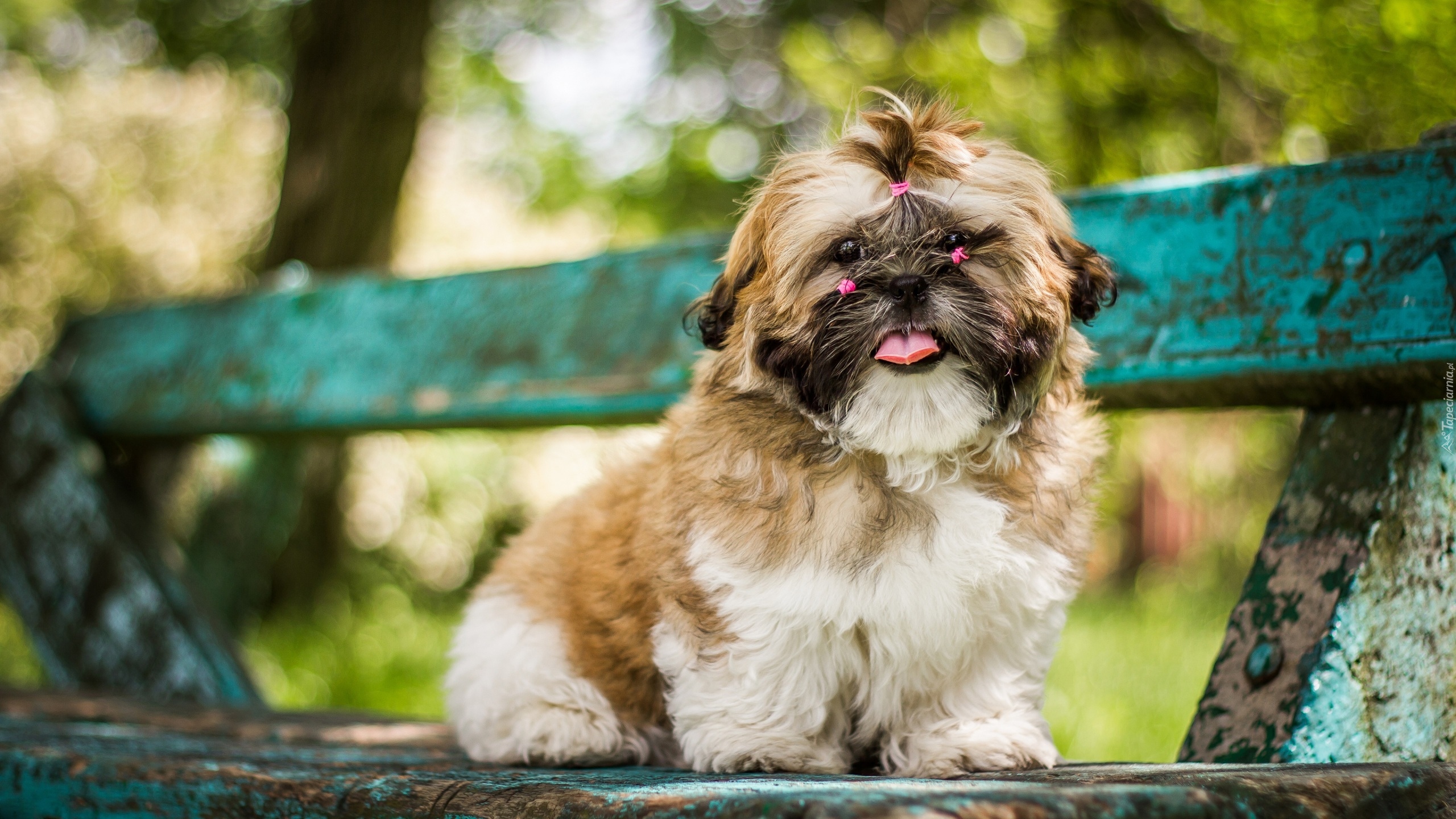 Pies, Shih tzu, Szczeniak, Różowe, Gumki, Ławka