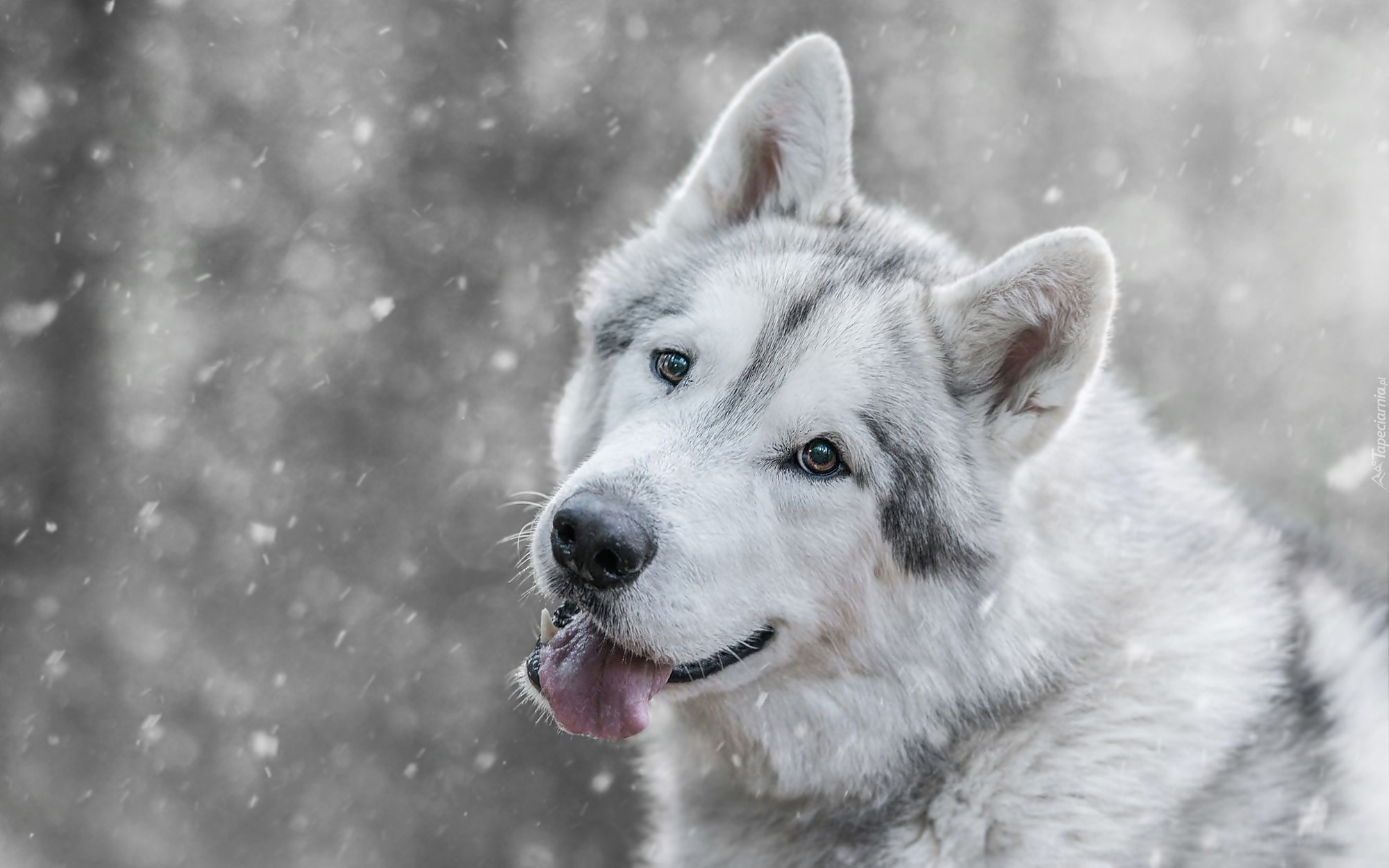 Siberian Husky, Śnieg