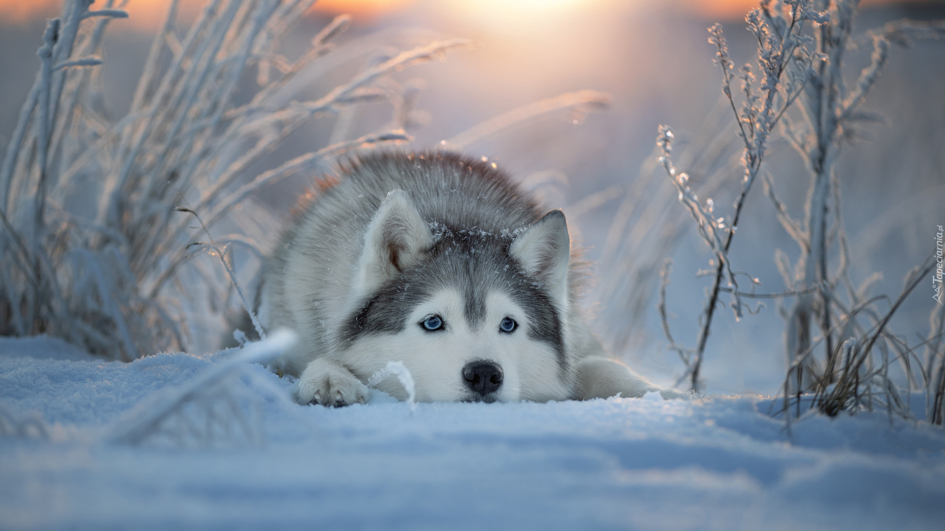 Zima, Śnieg, Pies, Siberian husky, Mordka