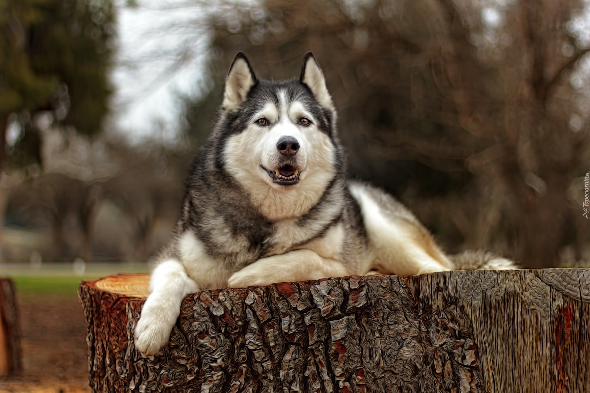 Pies, Siberian husky, Pień, Efekt graficzny