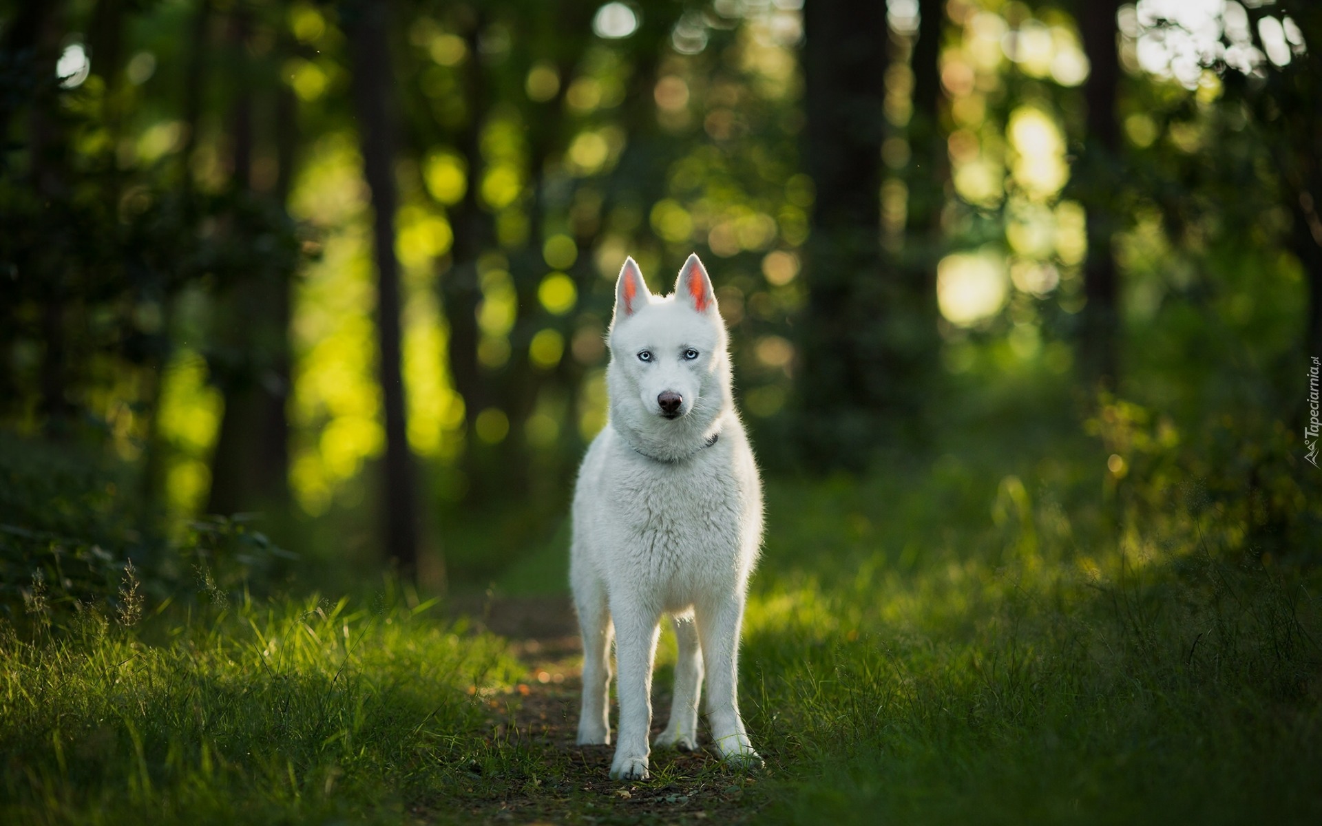 Siberian husky, Las, Ścieżka