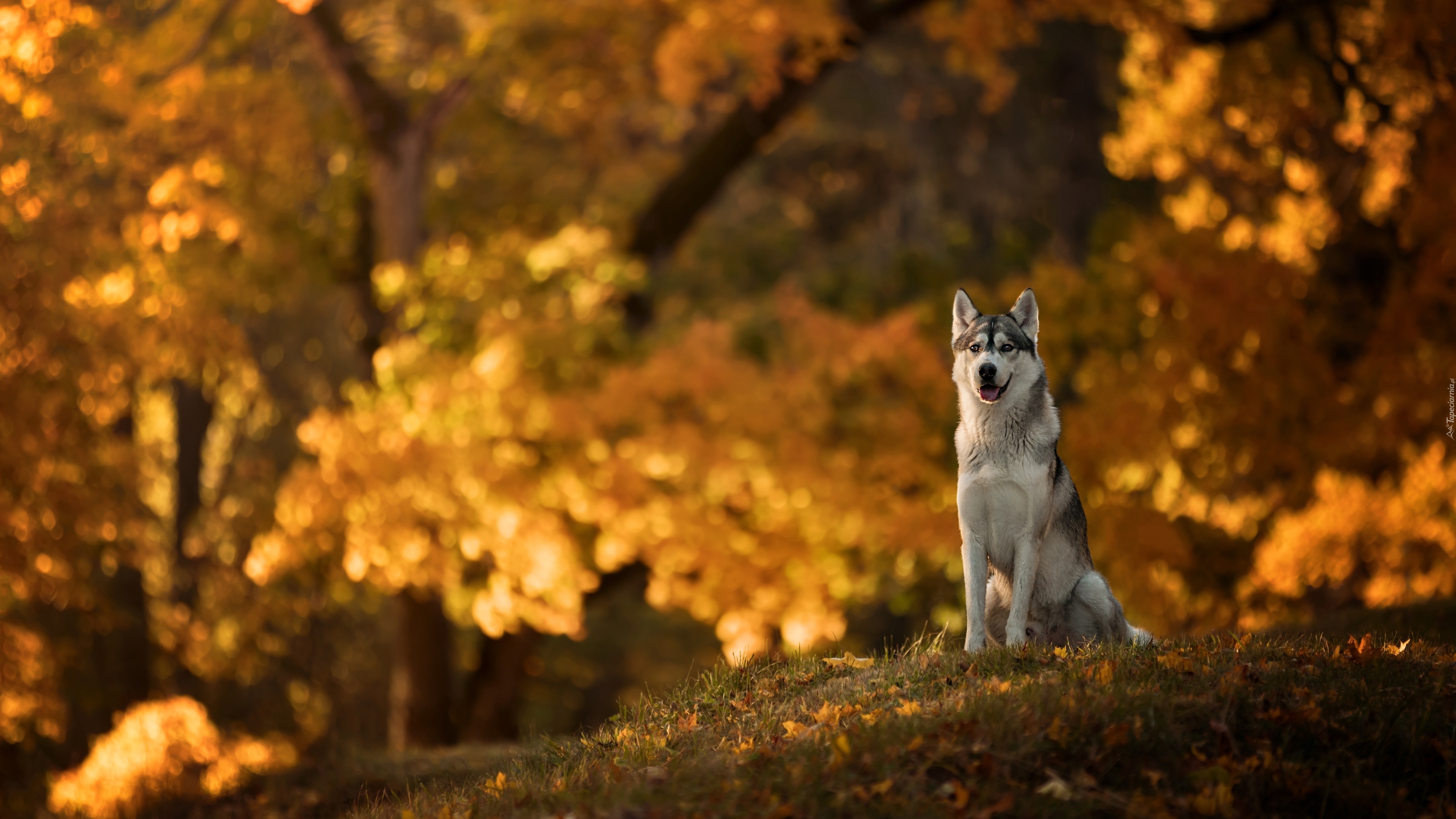 Pies, Siberian husky, Polana, Park