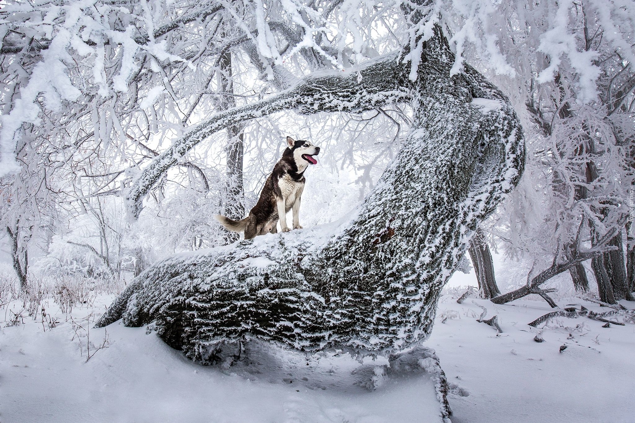 Zima, Zaśnieżone, Drzewa, Pies, Siberian Husky