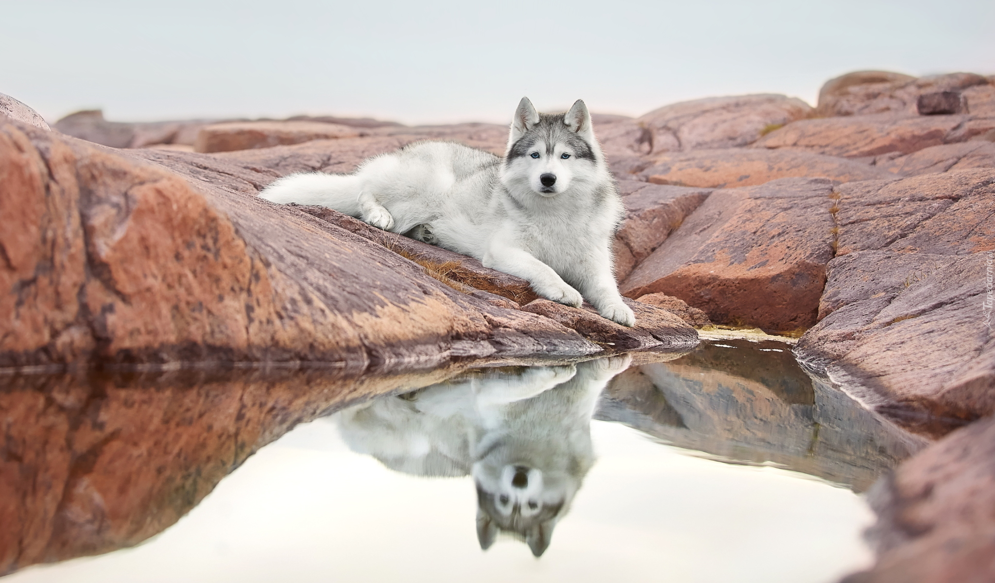 Leżący, Pies, Siberian husky, Skała, Woda, Odbicie