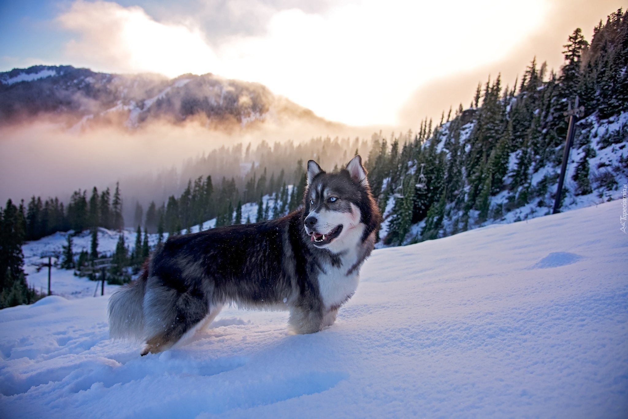 Pies, Siberian Husky, Zima, Góry, Mgła, Las