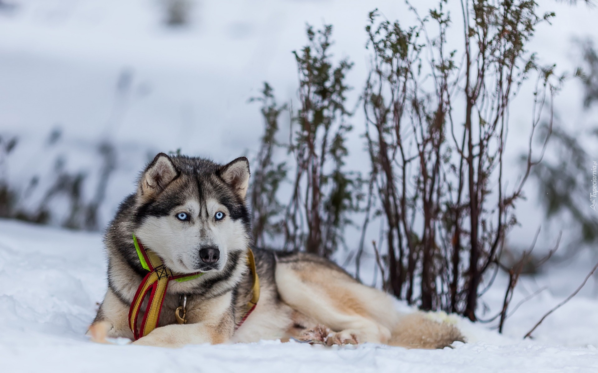 Siberian husky, Śnieg