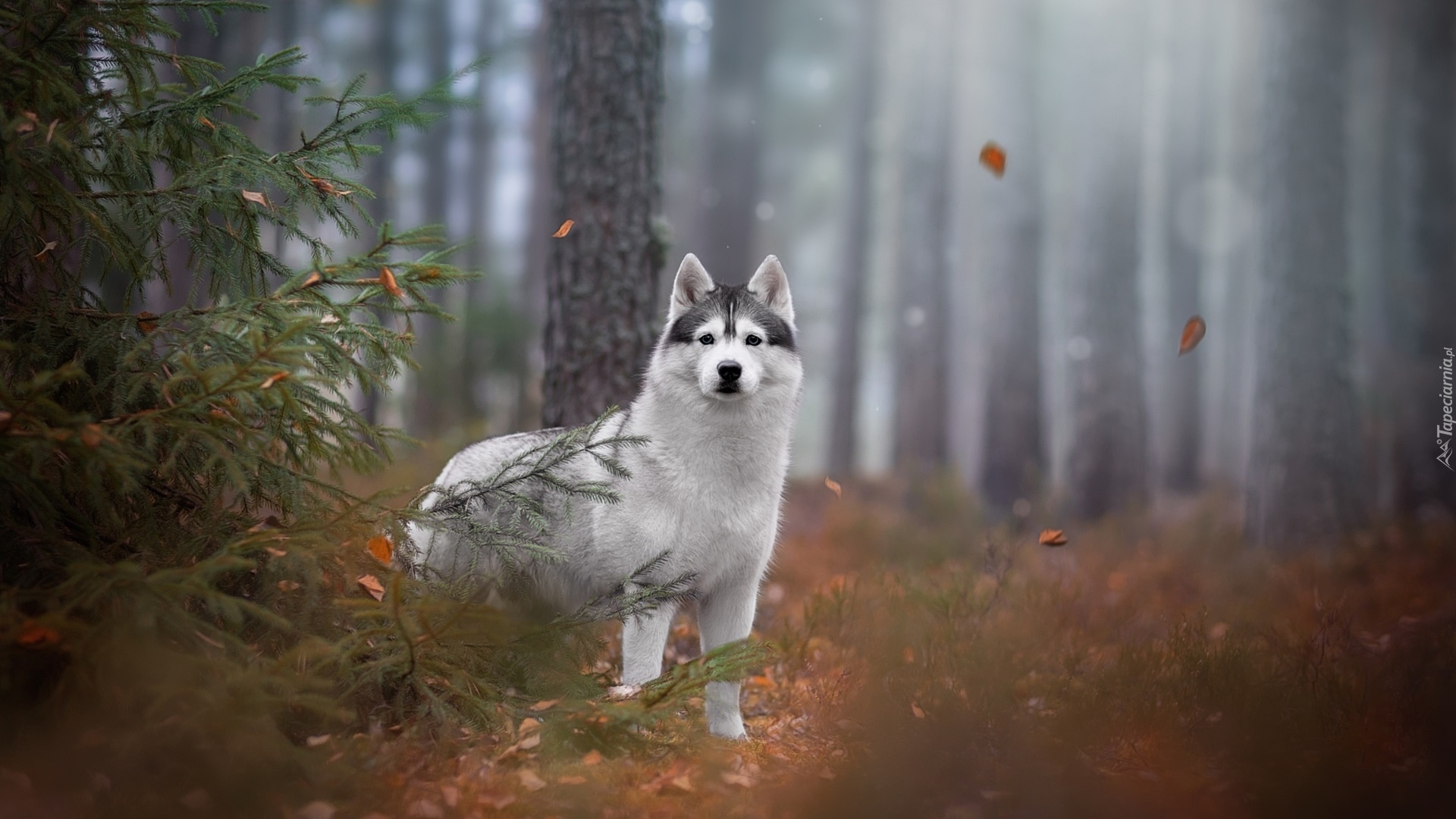 Pies, Siberian husky, Las, Drzewa