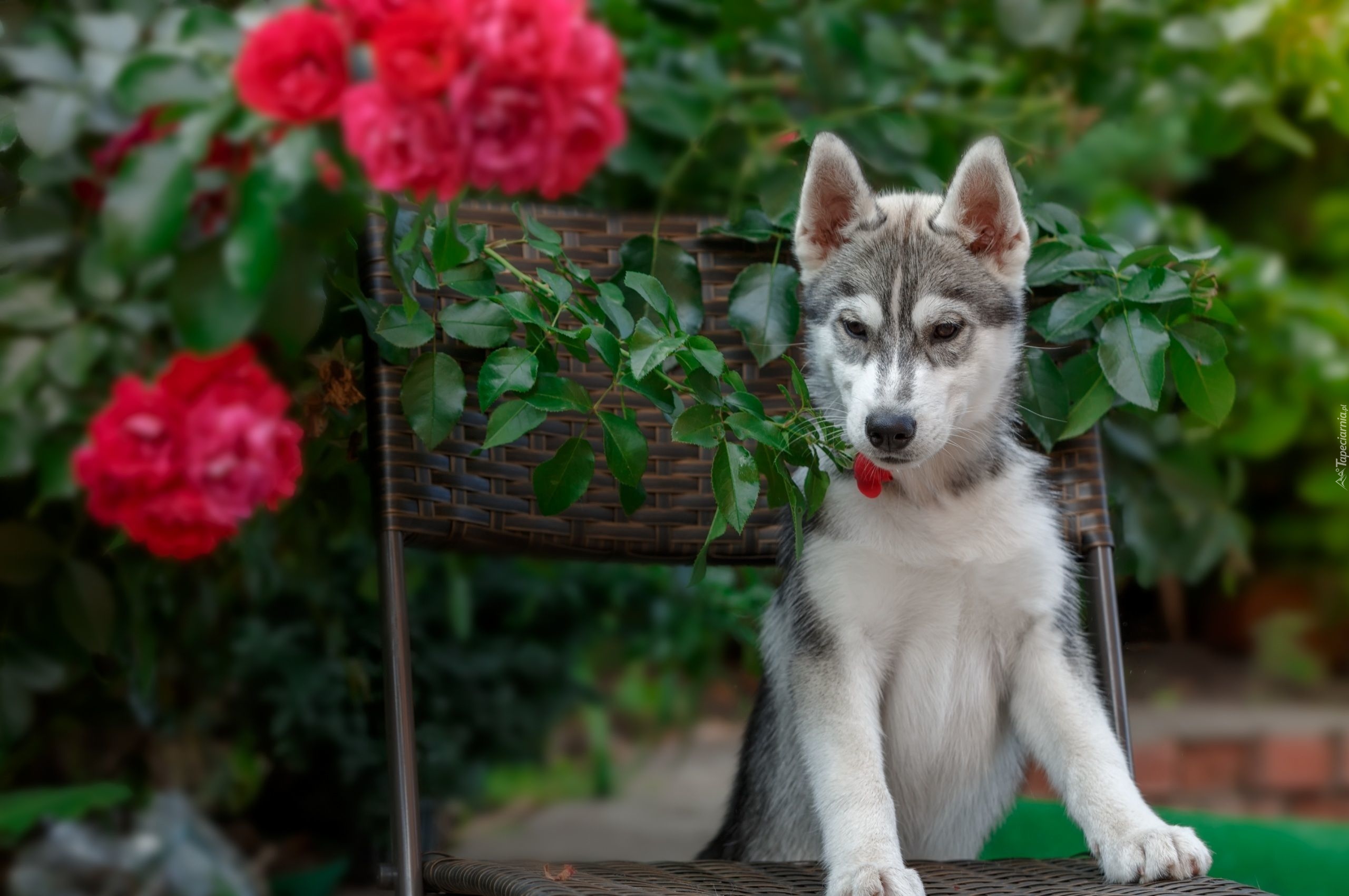 Pies, Siberian husky, Krzesło