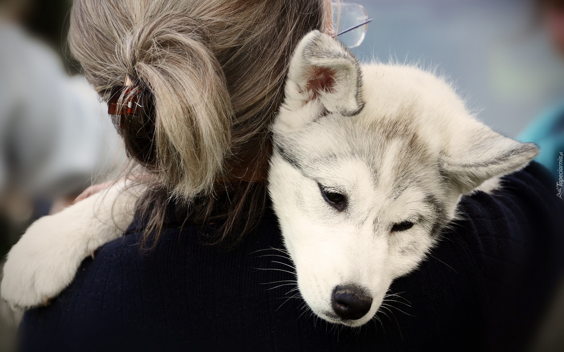 Siberian husky, Szczeniak, Kobieta, Pies, Przyjaciel