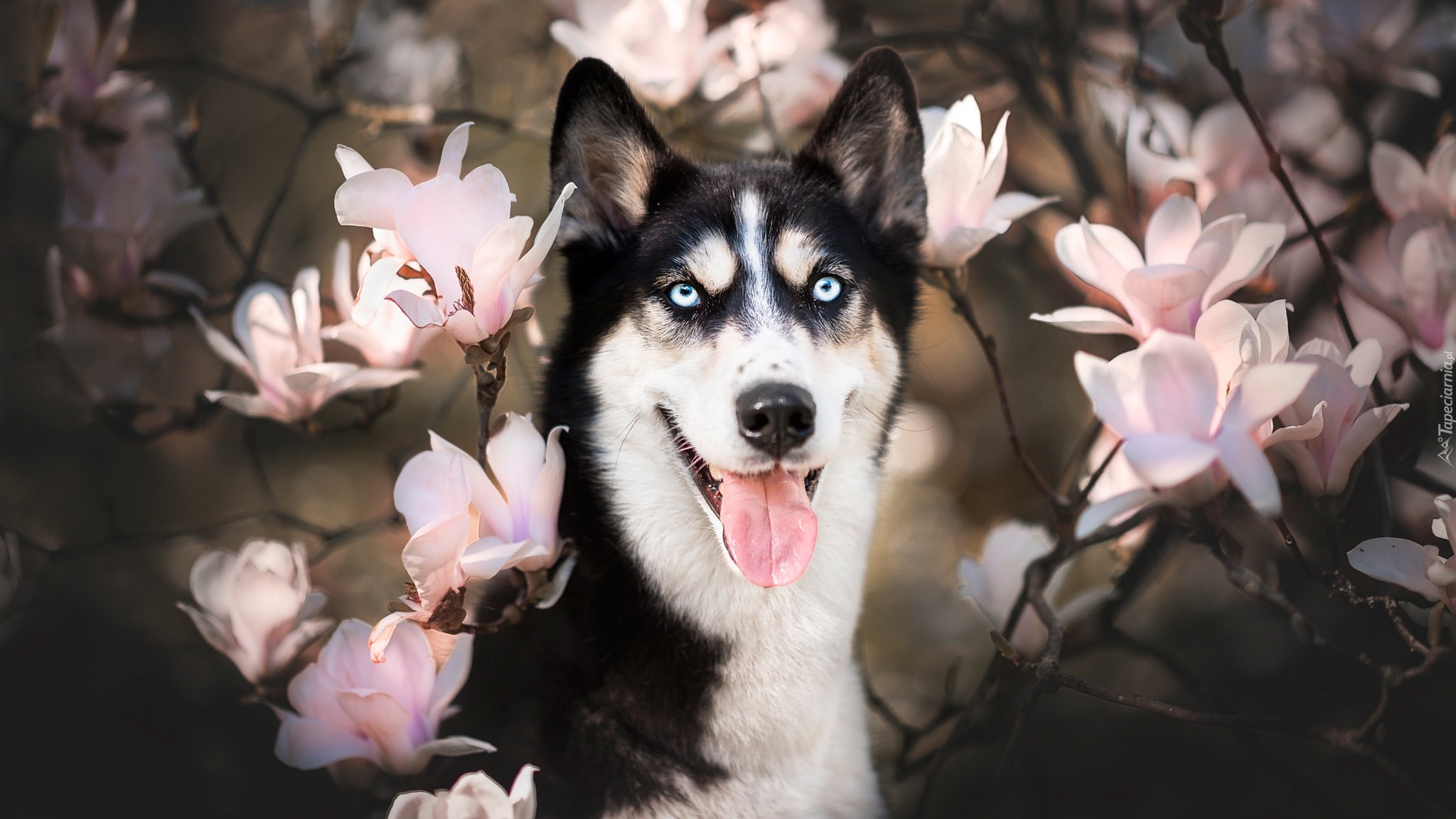 Pies, Siberian husky, Mordka, Kwiaty, Magnolie