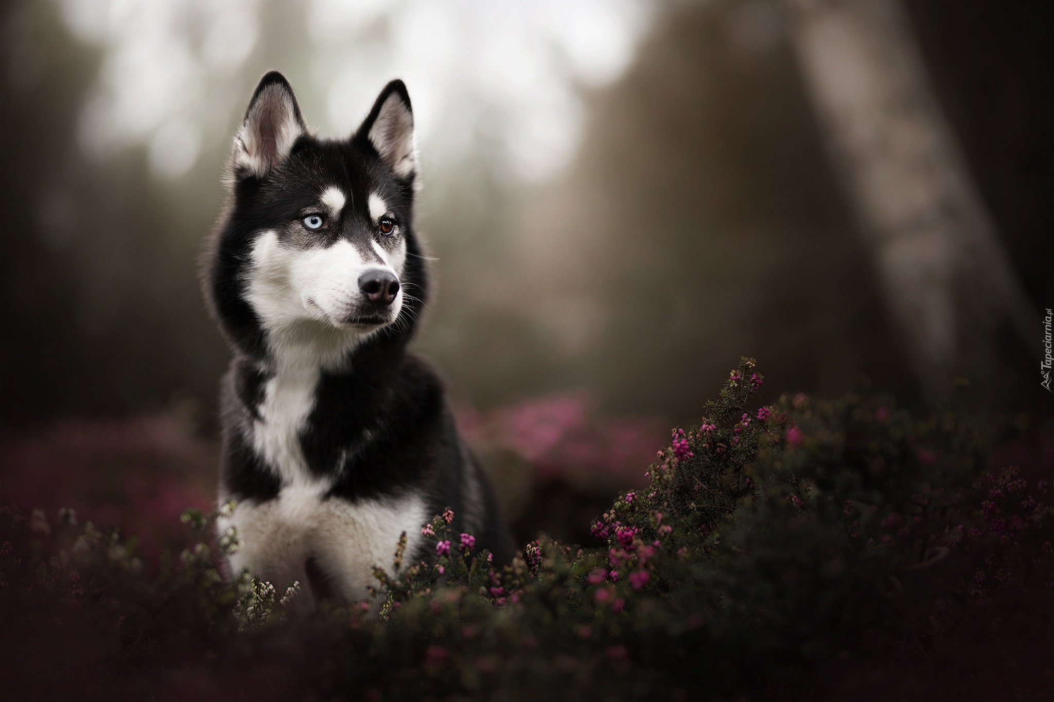Pies, Siberian husky, Kwiaty