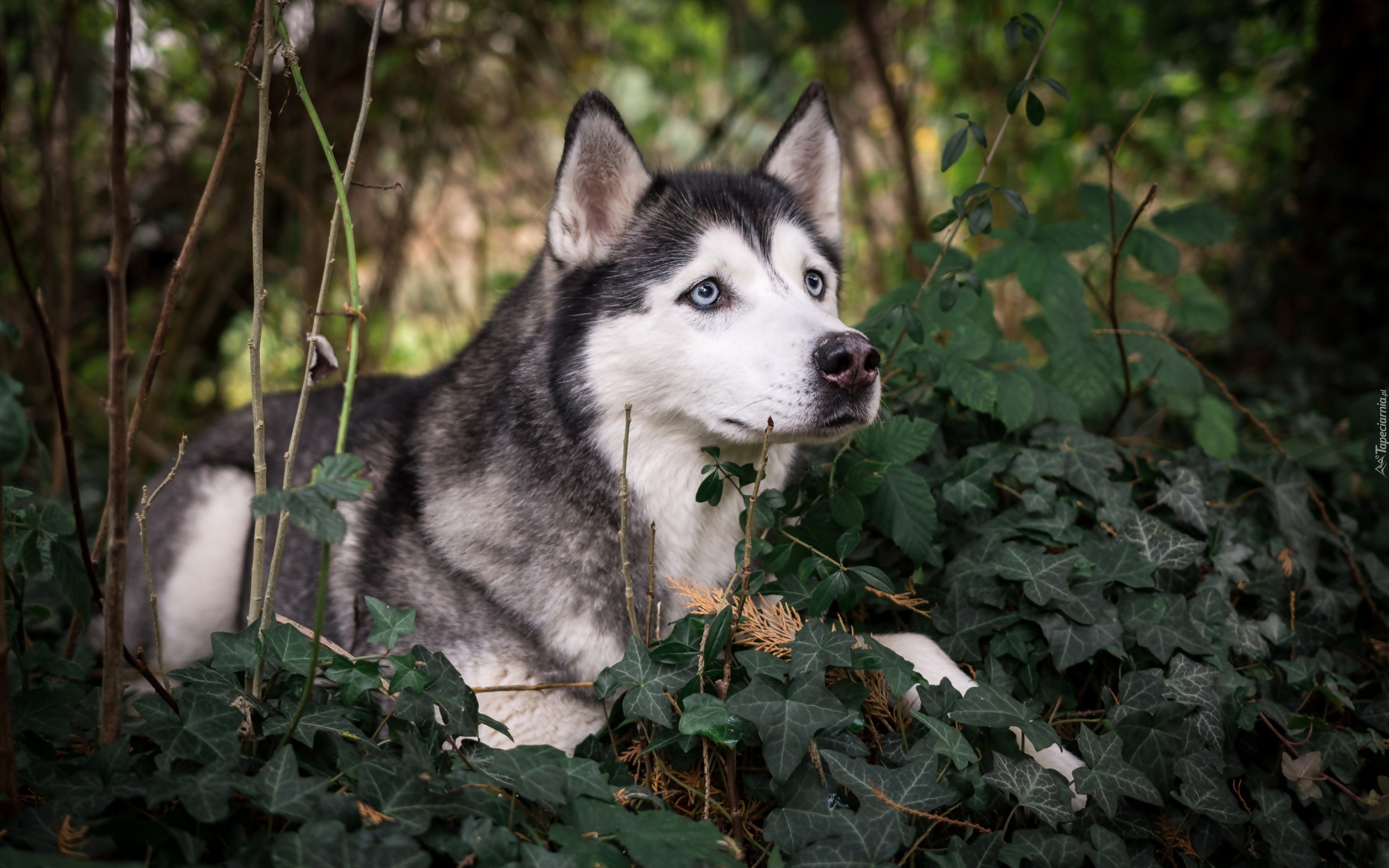 Siberian husky, Rośliny, Gałązki, Bluszcz