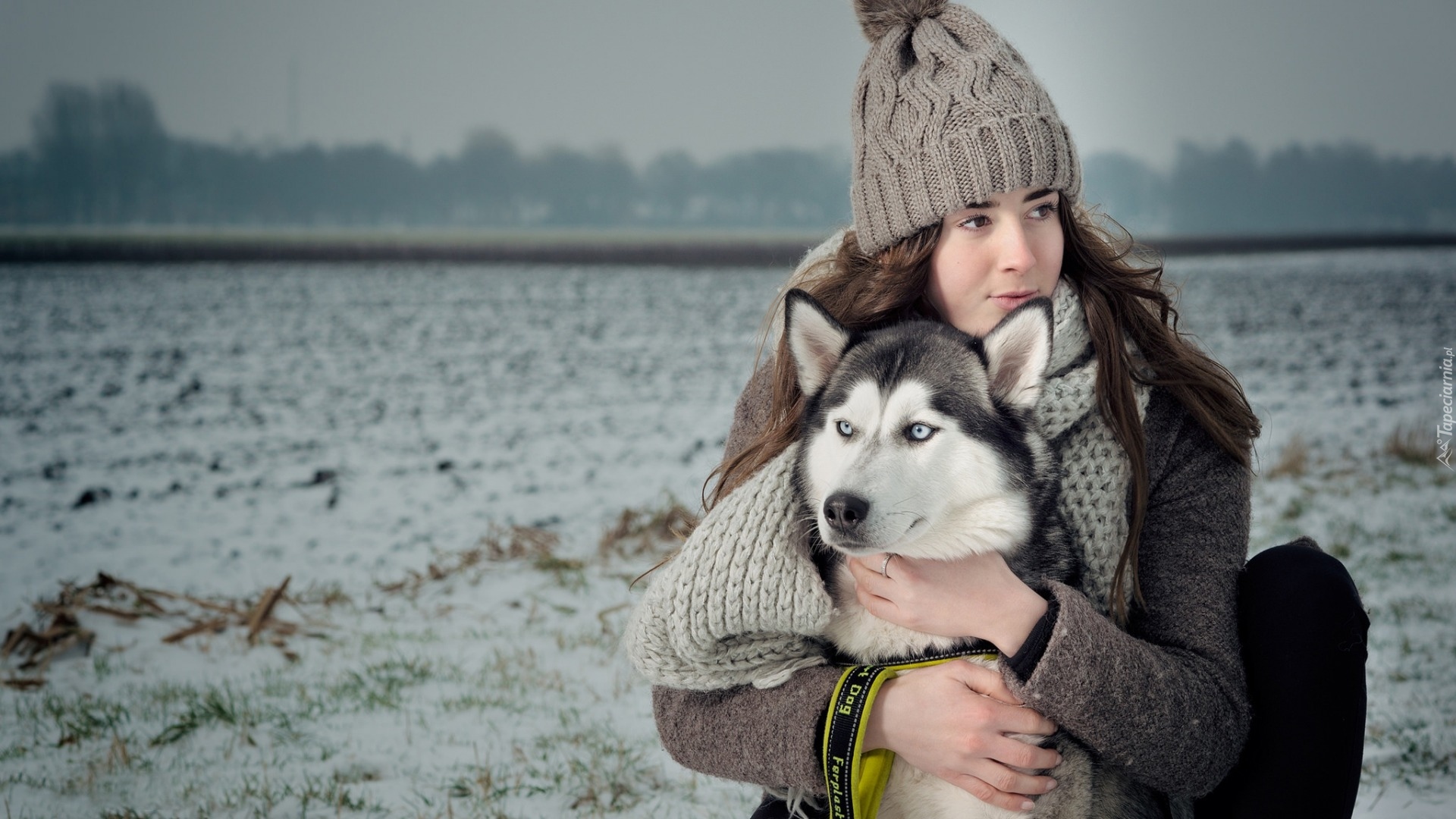 Pies, Siberian husky, Czapka, Pole, Dziewczyna, Szalik