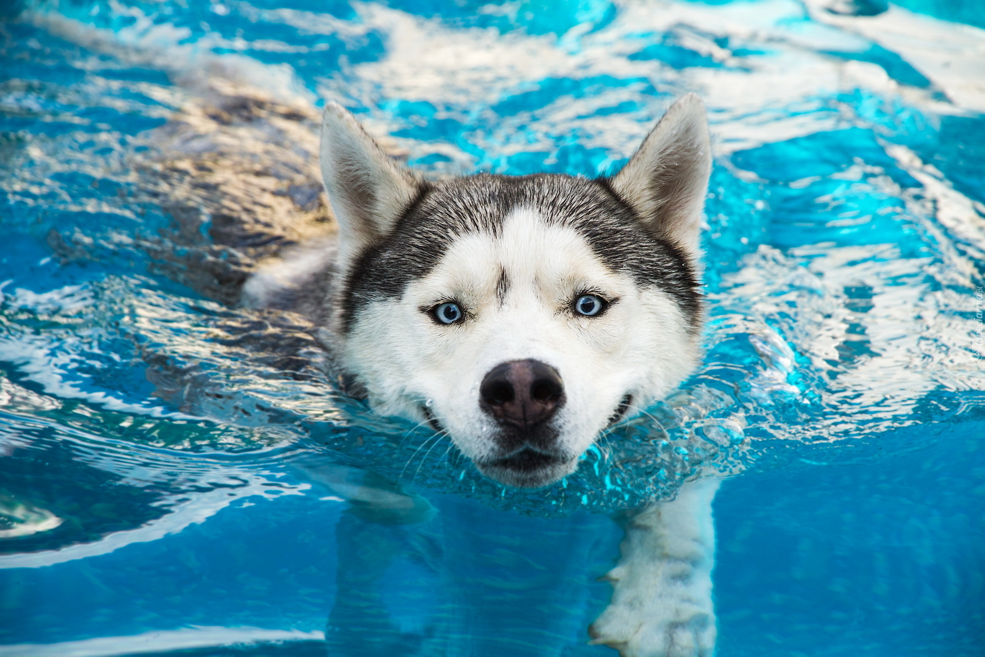 Płynący, Siberian husky, Woda