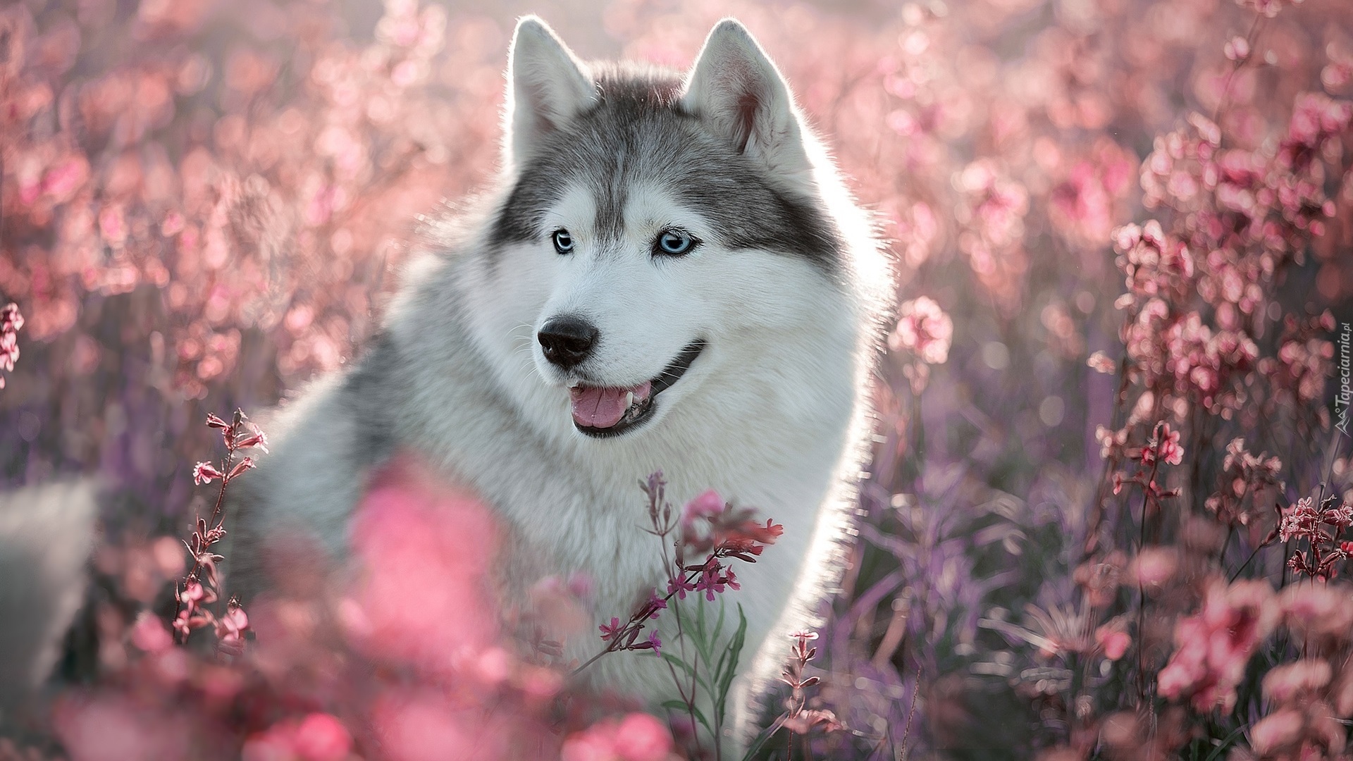 Pies, Siberian husky, Różowe, Kwiaty