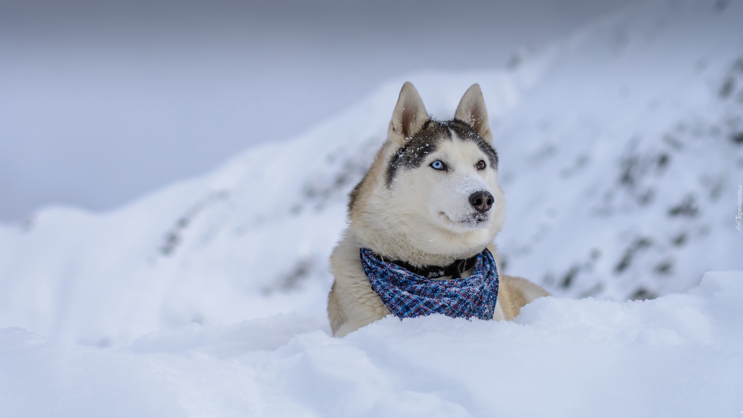 Siberian Husky, Chustka, Zima, Góry