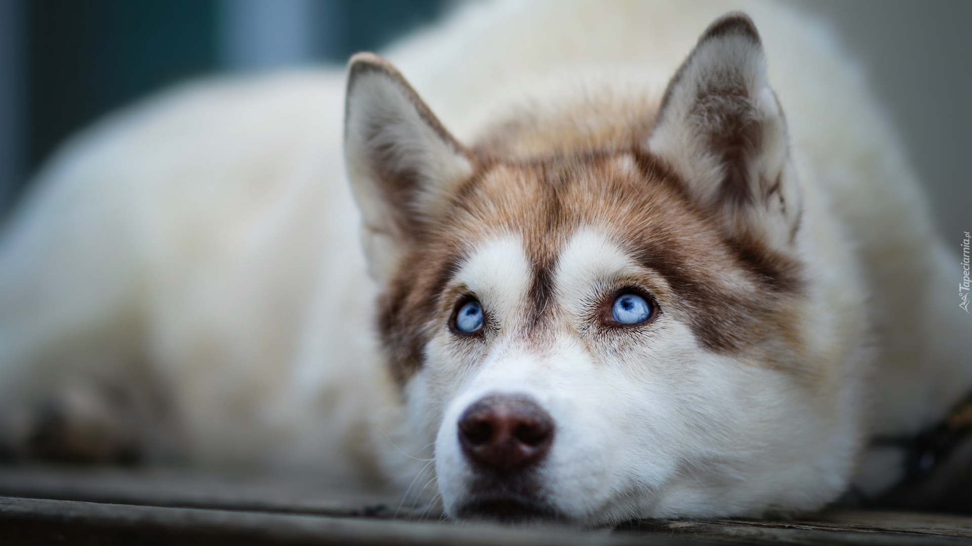 Leżący, Pies, Siberian husky