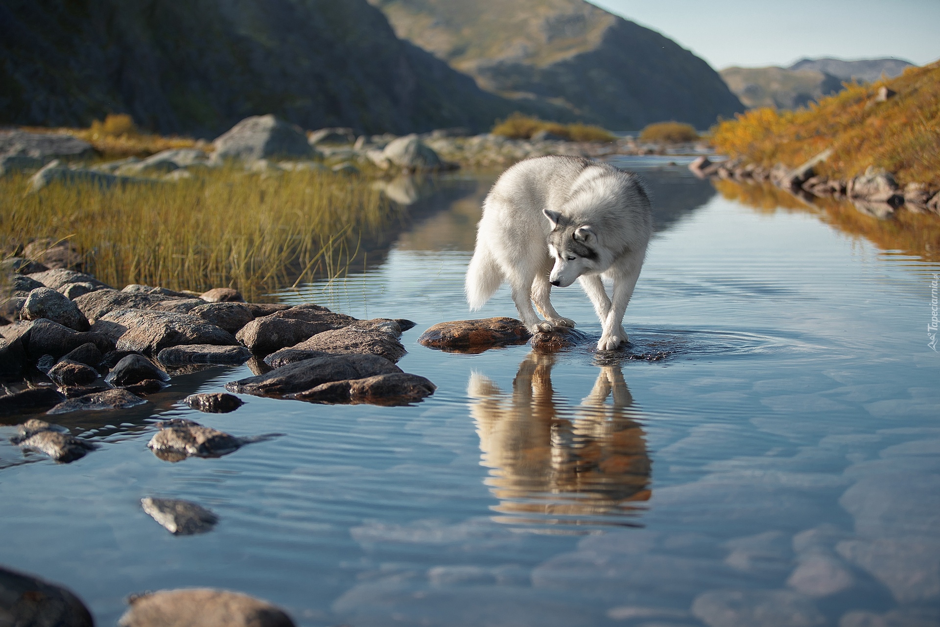 Pies, Sieberian husky, Góry, Rzeka, Kamienie, Trawa