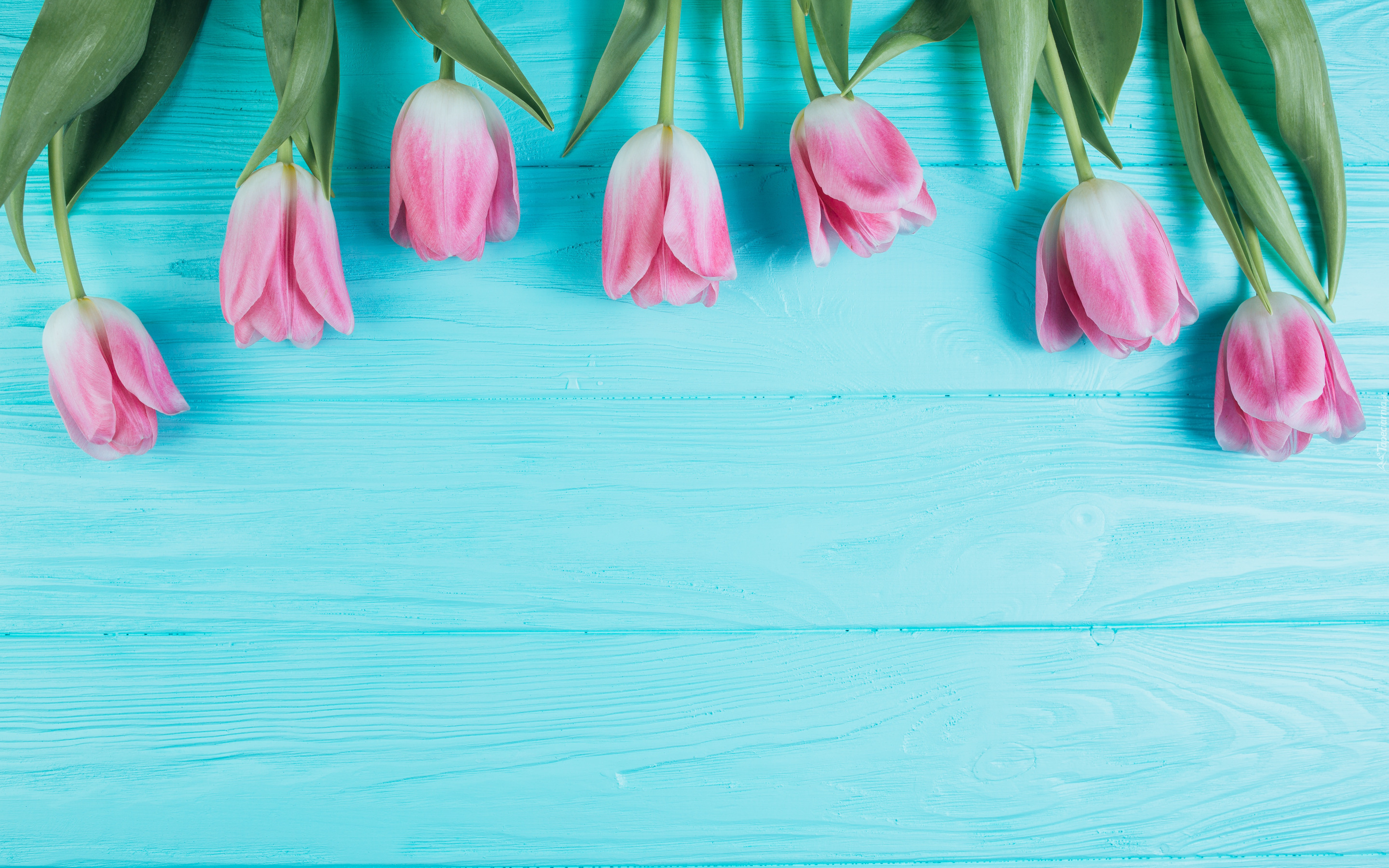 Kwiaty, Tulipany, Niebieskie, Deski