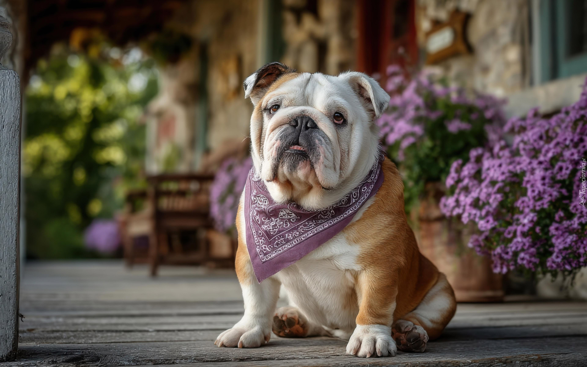 Siedz cy Buldog Angielski