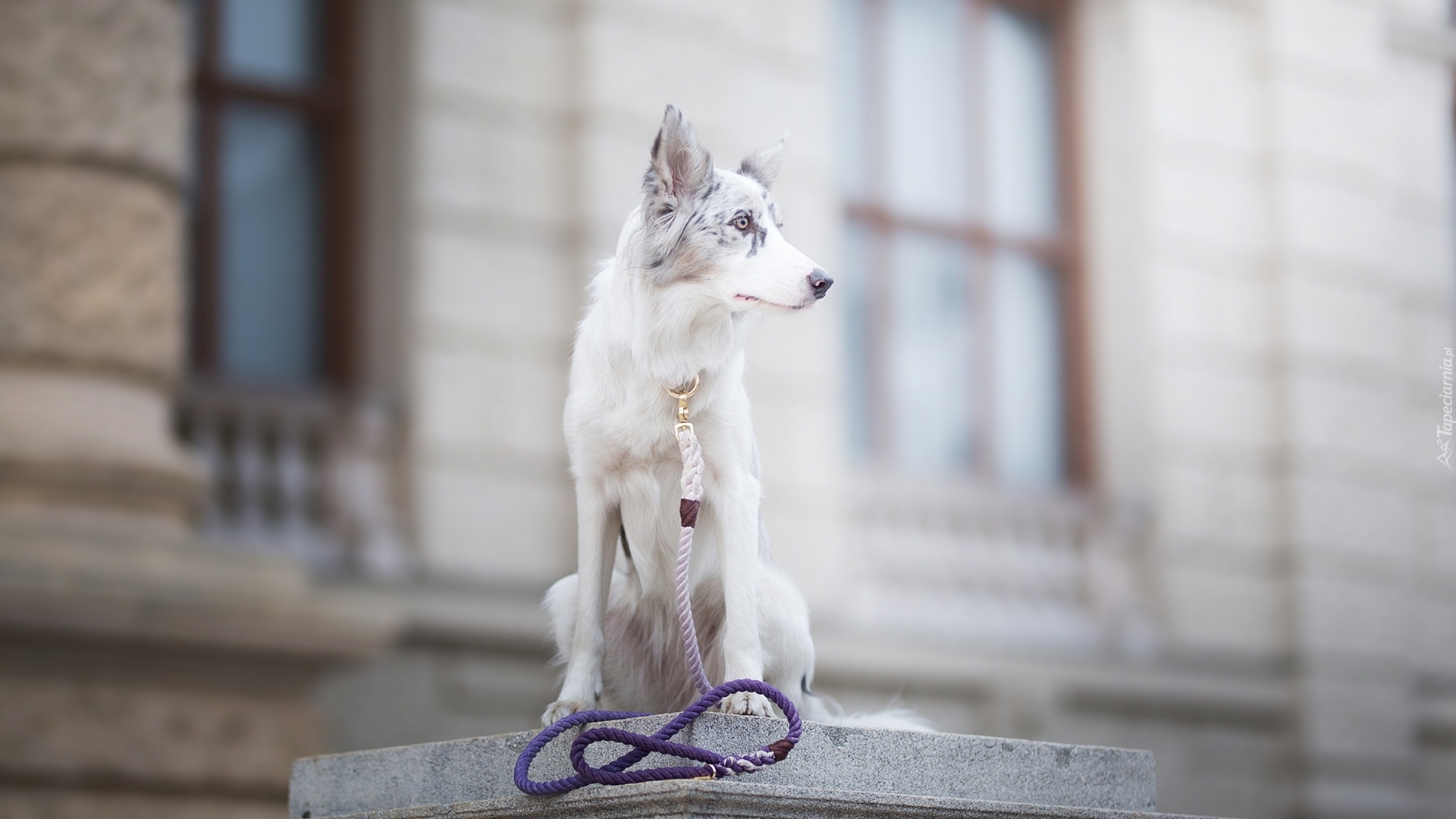 Pies, Border collie, Murek, Smycz