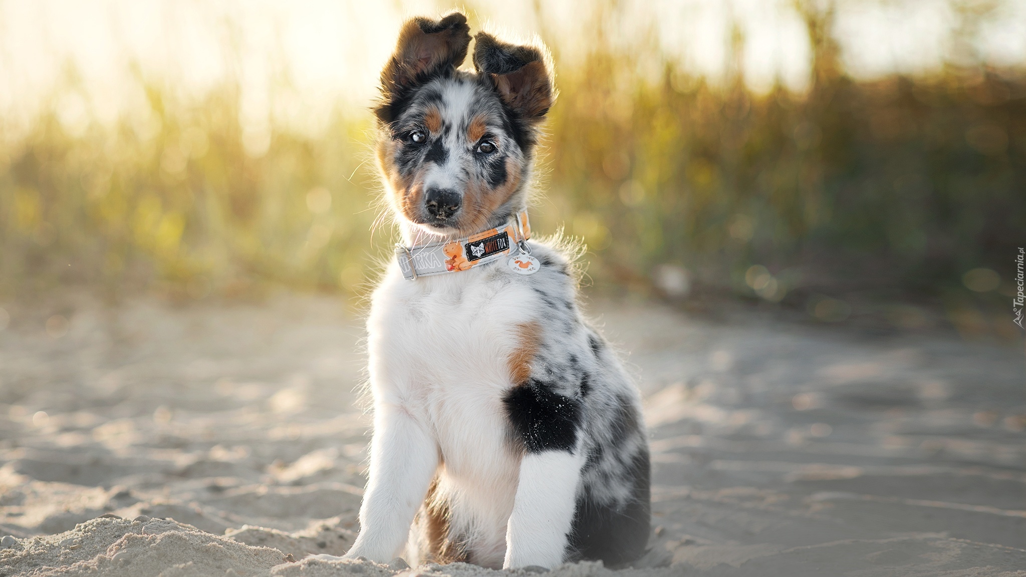 Siedzący, Szczeniak, Border collie