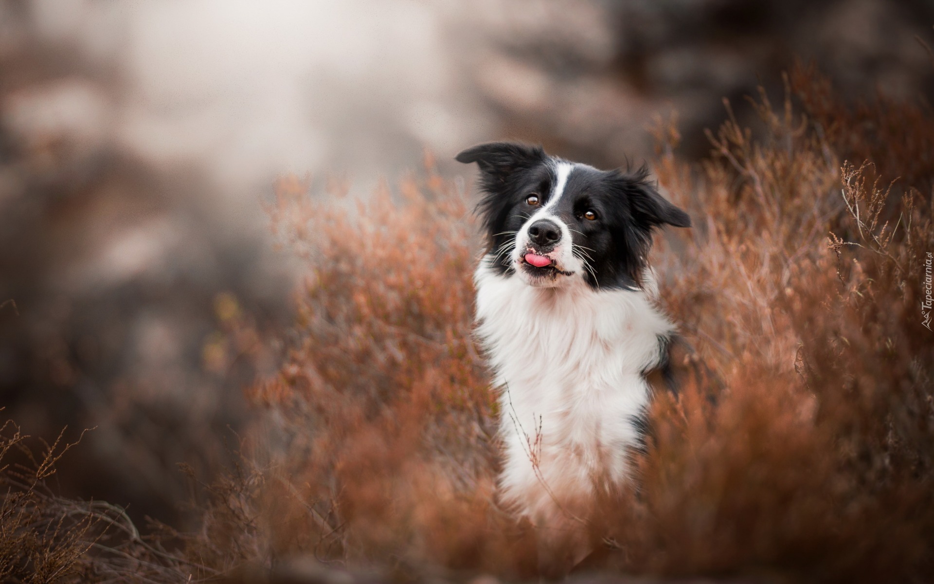 Border collie, Trawa, Język