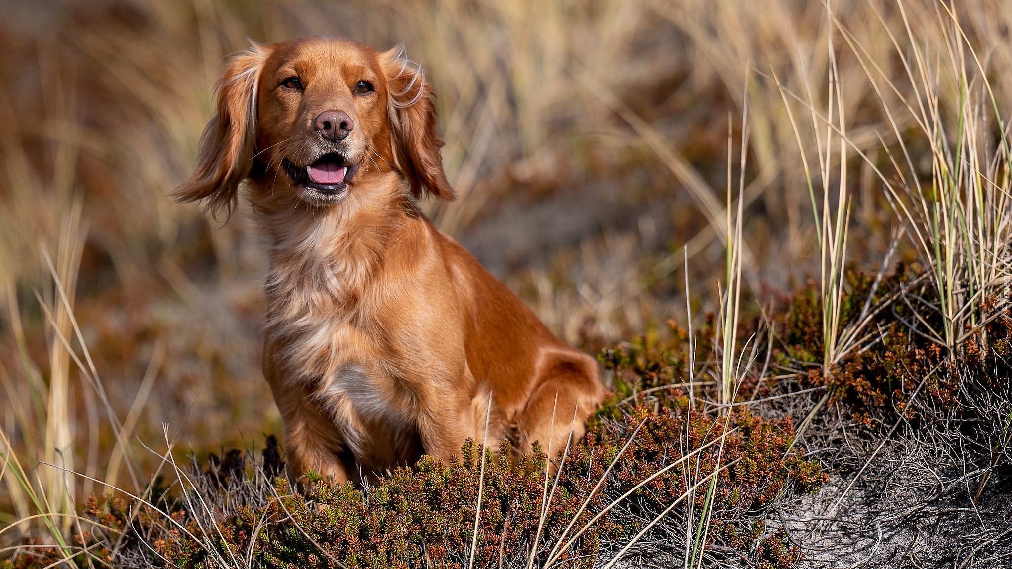 Pies, Working cocker spaniel